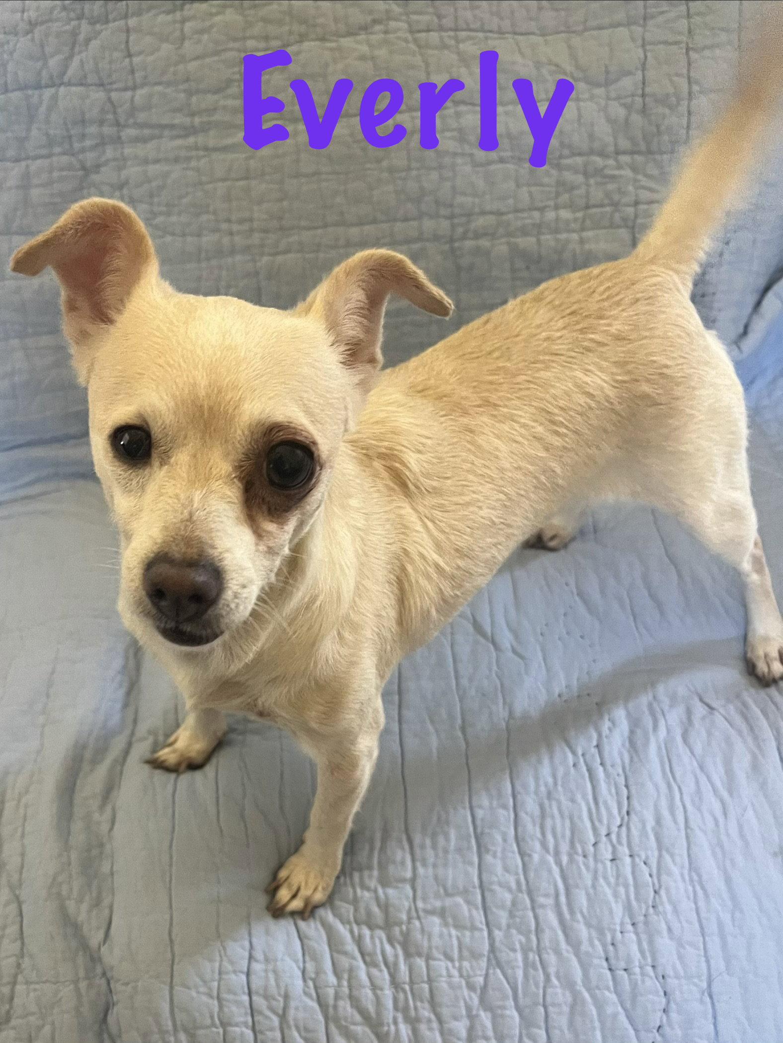 Enlarge Everly, a Adoptable Chihuahua in Pipe Creek, TX image 3/3