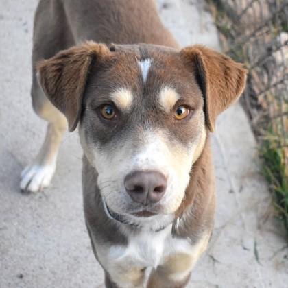 Henry, ADOPTABLE, Adult Male Mixed Breed.