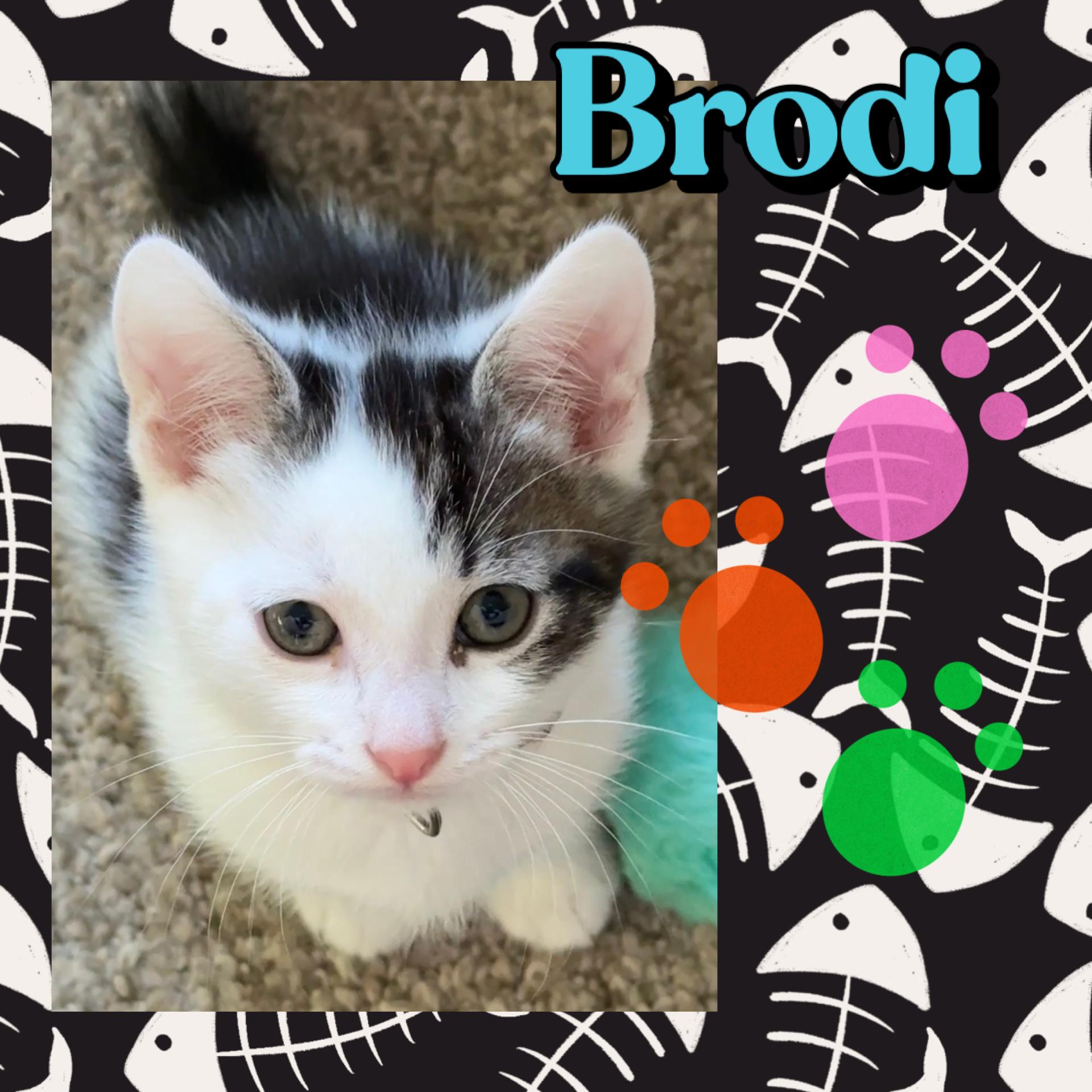 Enlarge Brodi, an adopted Tabby in Pasco, WA image 2/2