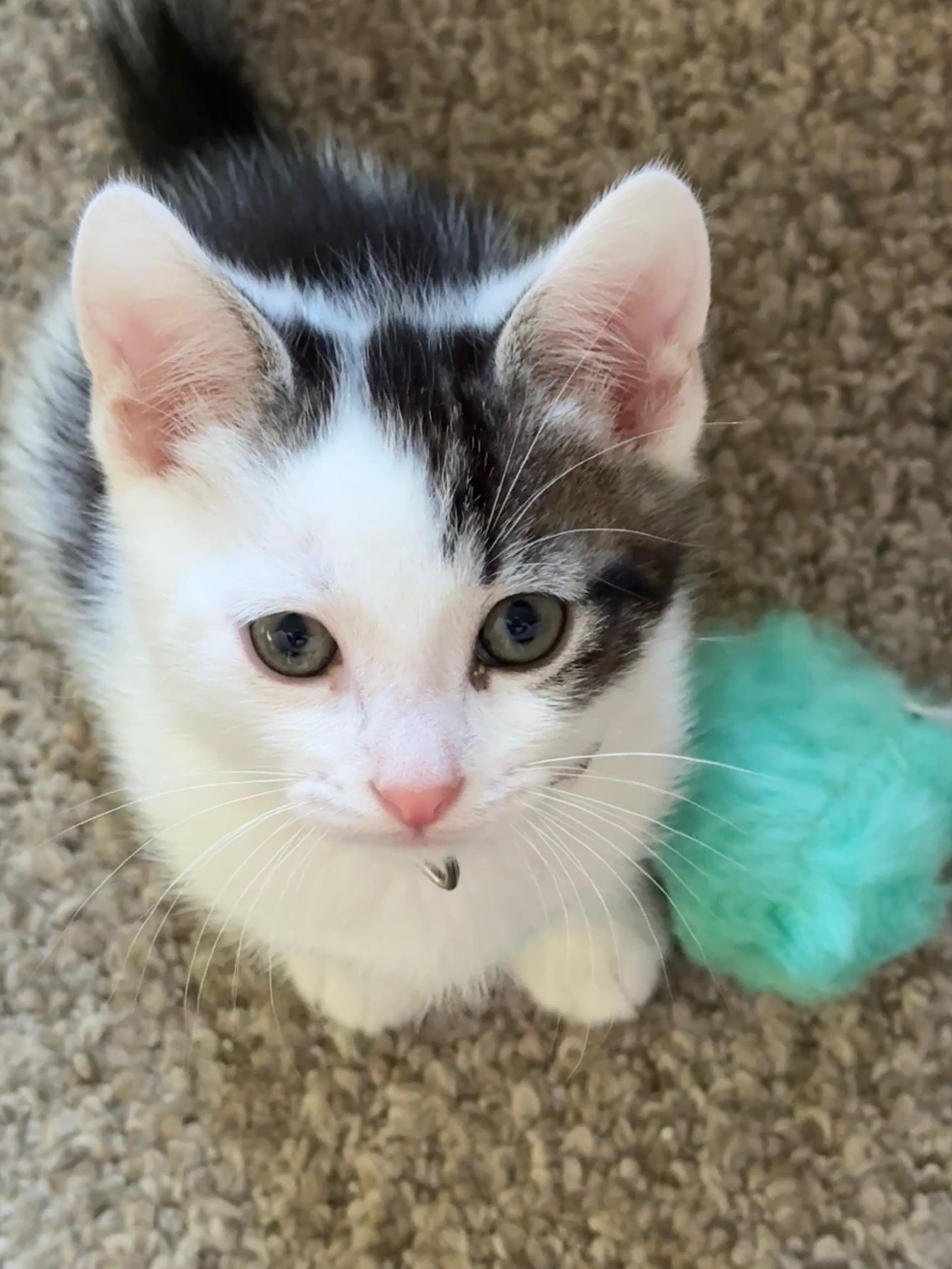 Enlarge Brodi, an adopted Tabby in Pasco, WA image 1/2