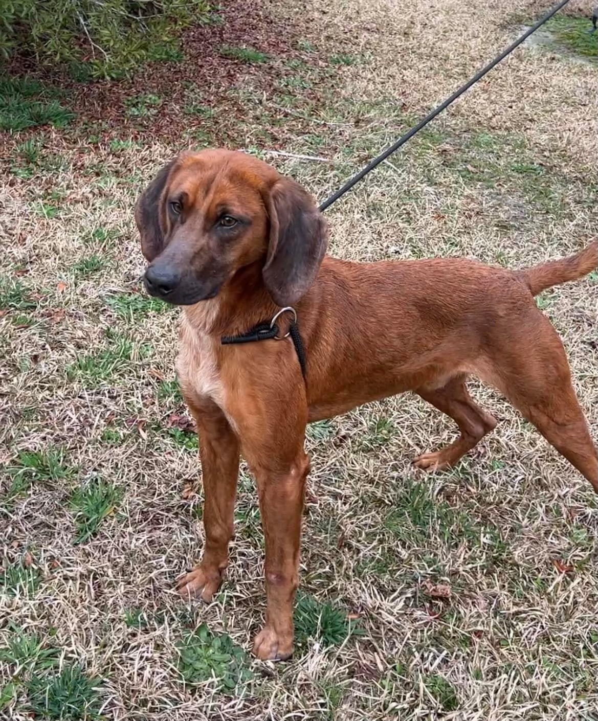 Dog for adoption Lloyd the Redbone Coonhound(50 adoption fee for approved adopters in May Dog for adoption Lloyd the Redbone Coonhound(50 adoption fee for approved adopters in May