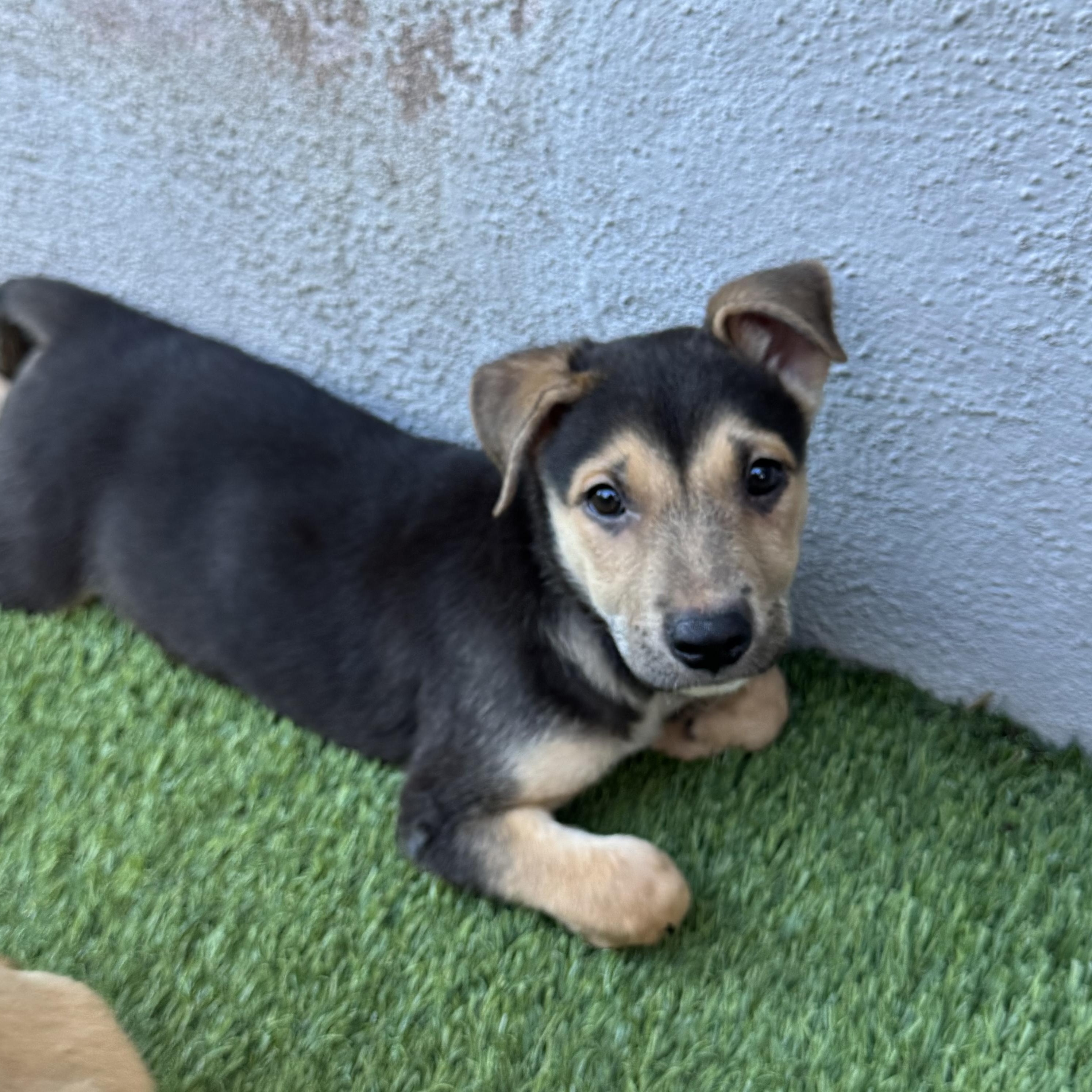 Enlarge Hart, a Adoptable Mixed Breed in Henderson, NV image 4/4