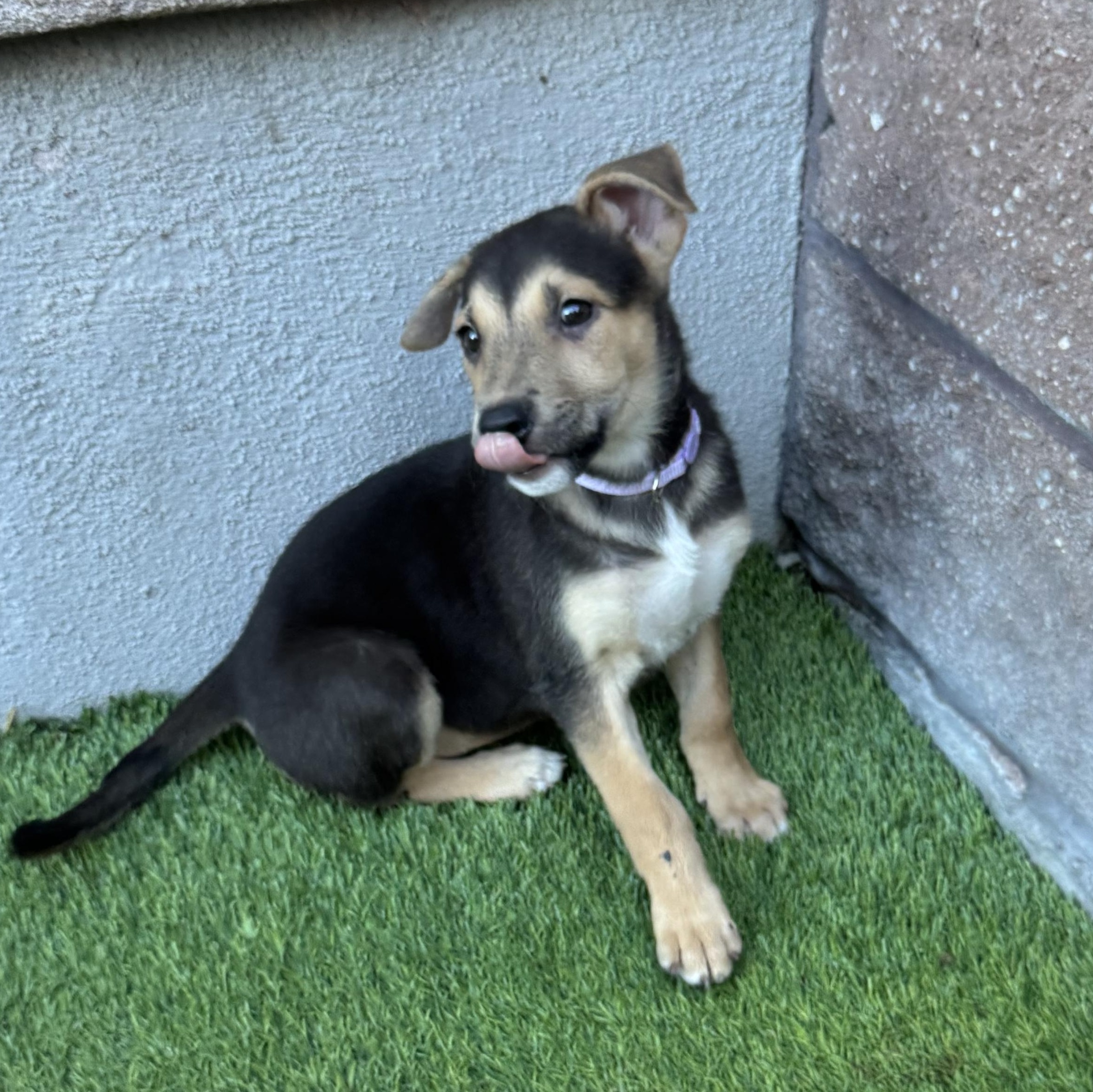 Enlarge Hart, a Adoptable Mixed Breed in Henderson, NV image 3/4
