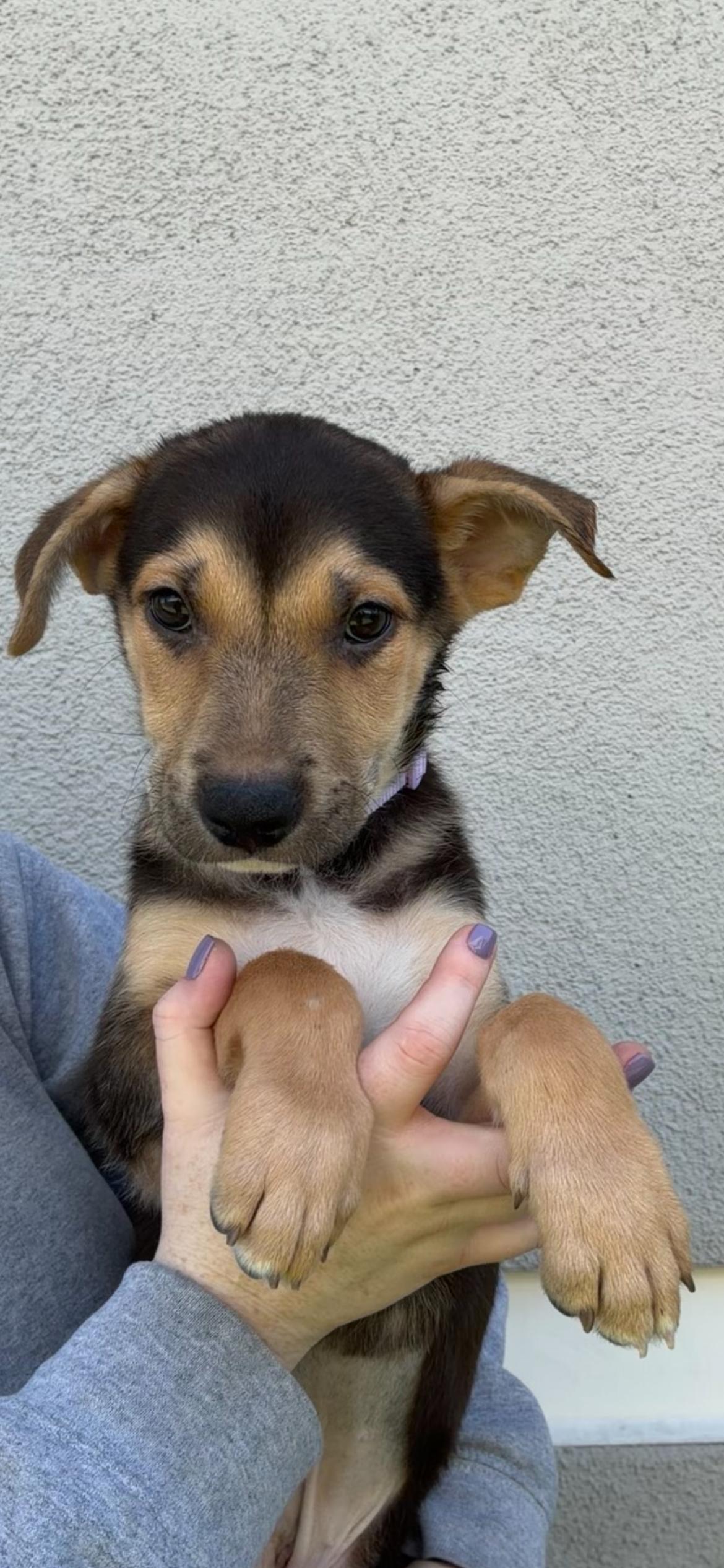 Enlarge Hart, a Adoptable Mixed Breed in Henderson, NV image 1/4