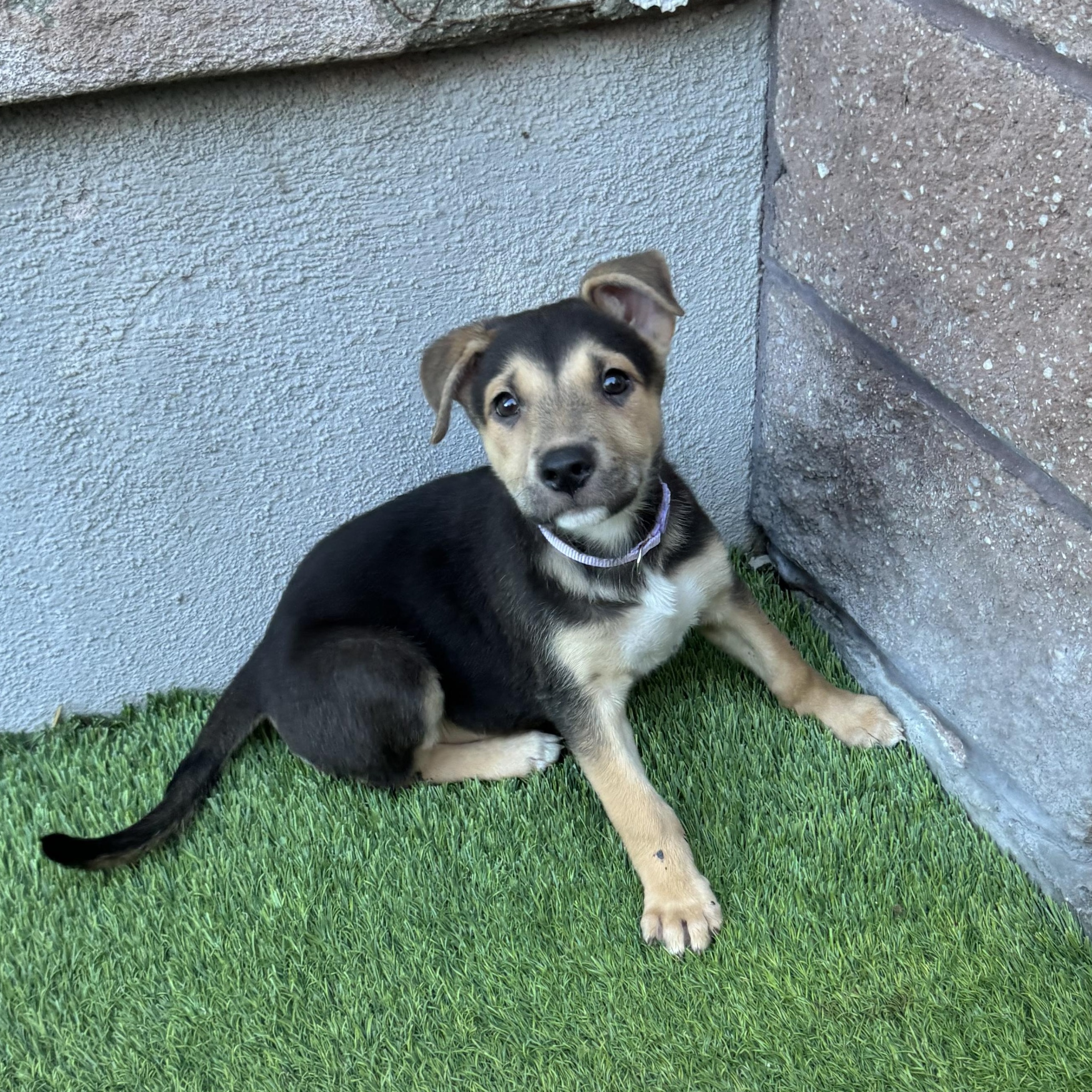 Enlarge Hart, a Adoptable Mixed Breed in Henderson, NV image 2/4