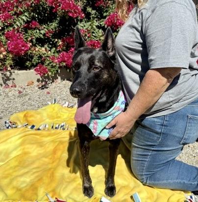 Madonna, Adoptable, Adult Female Shepherd & American Staffordshire Terrier.