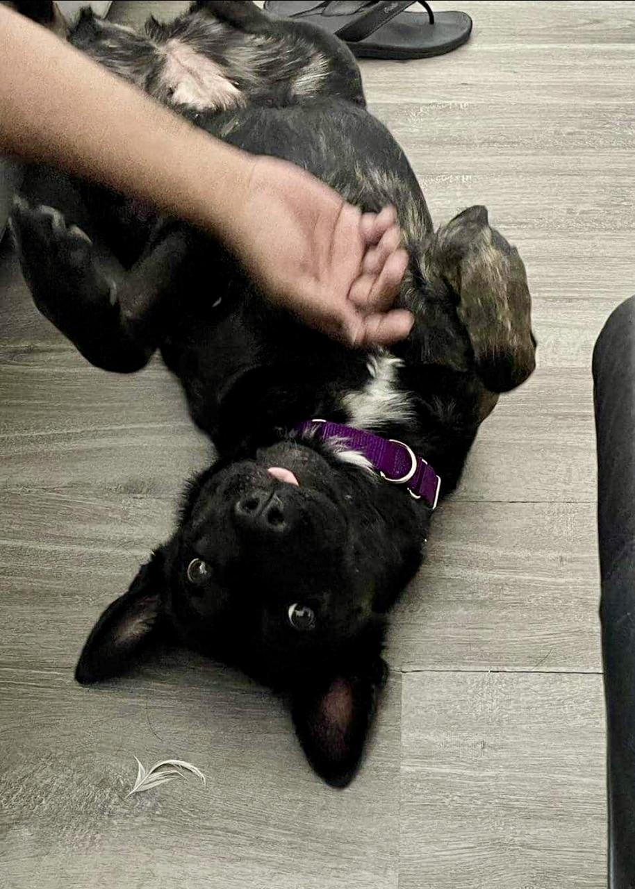 Madonna, a Adoptable mixed breed in Walnut Creek, CA image 2/6