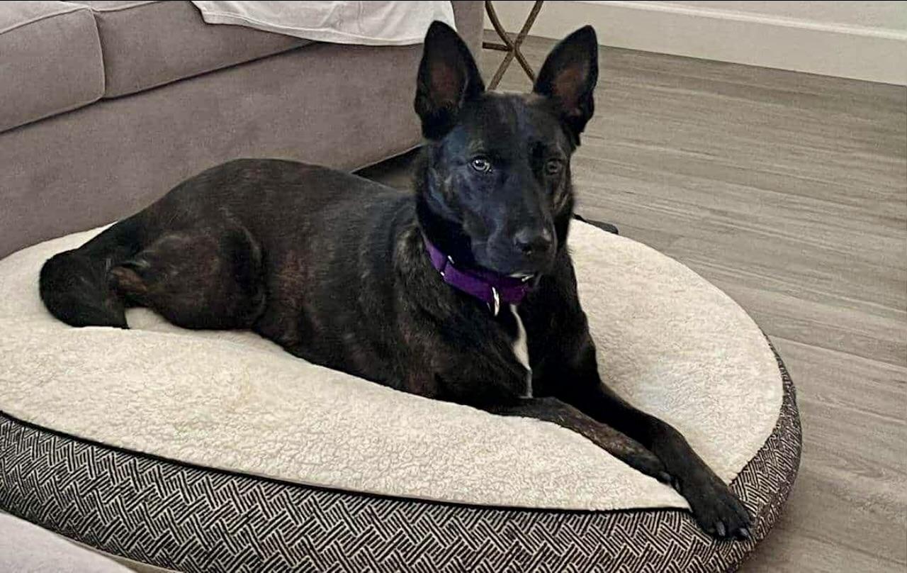 Madonna, a Adoptable mixed breed in Walnut Creek, CA image 3/6