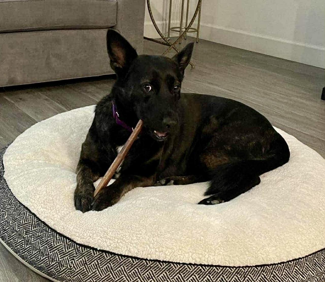 Madonna, a Adoptable mixed breed in Walnut Creek, CA image 4/6