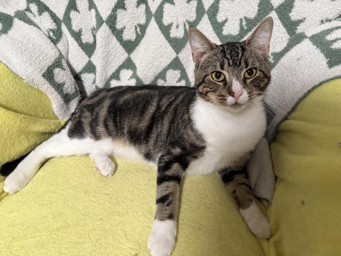 Enlarge Buddy, a Adoptable Domestic Short Hair in Buffalo, NY image 2/3