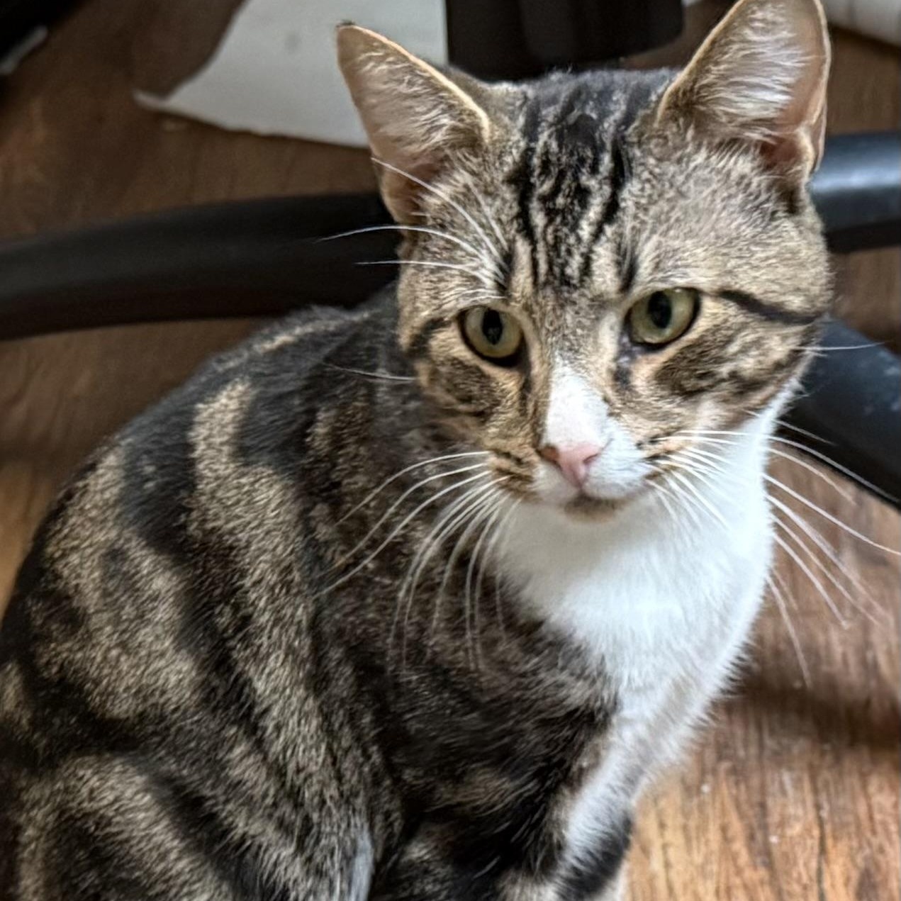 Enlarge Buddy, a Adoptable Domestic Short Hair in Buffalo, NY image 1/3