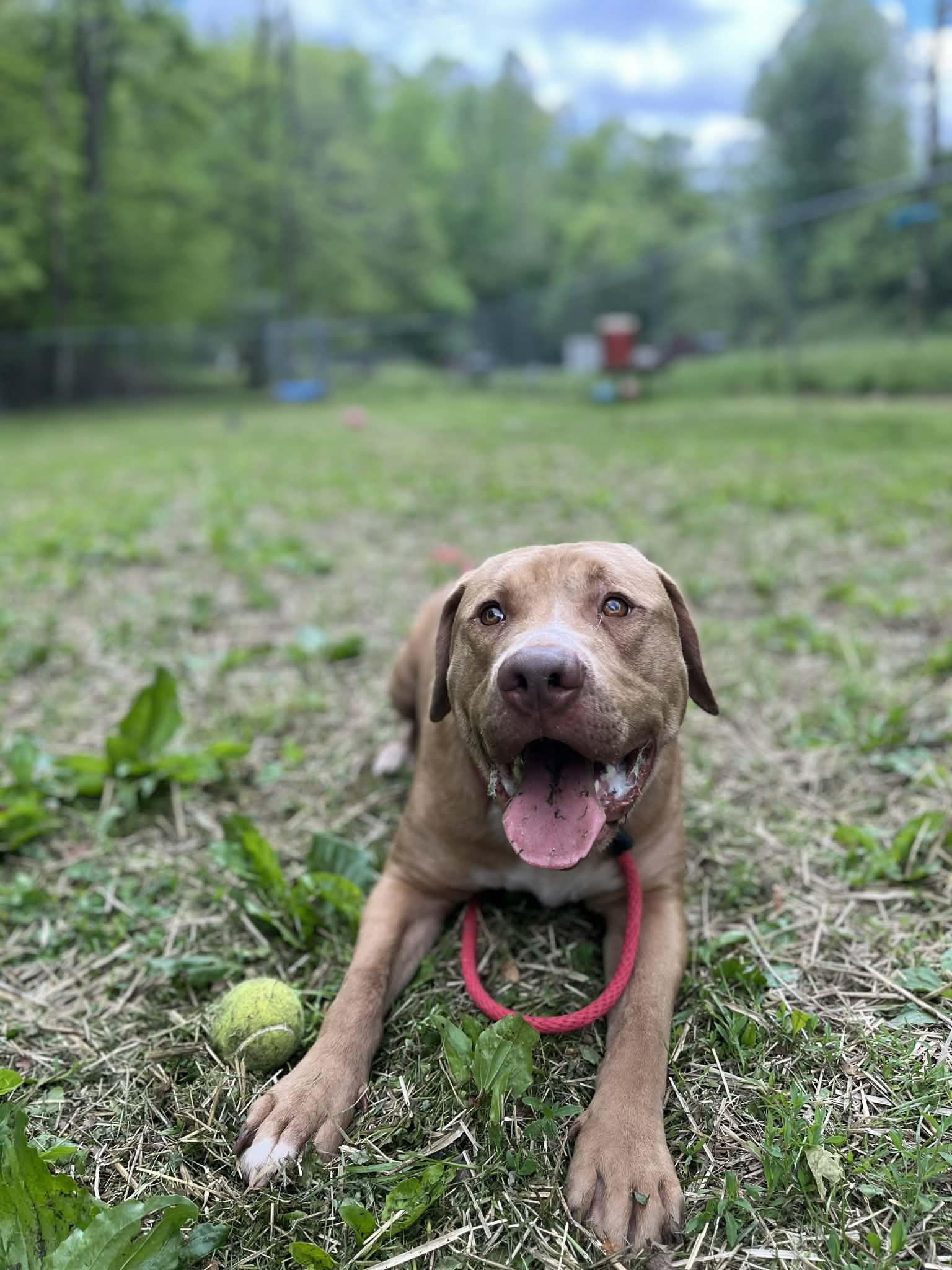 Enlarge Mikey, a Adoptable mixed breed in Ona, WV image 3/3