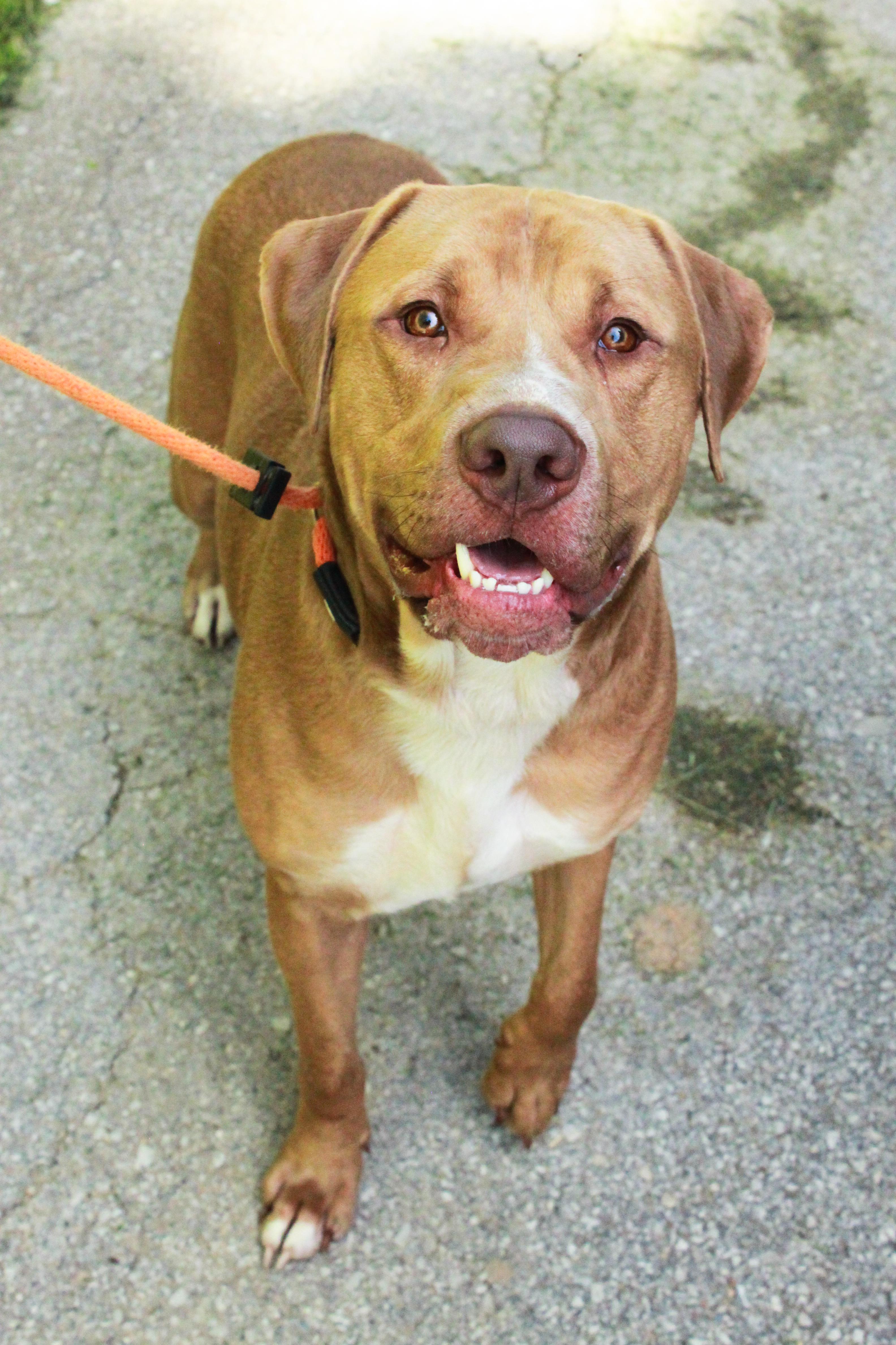 Mikey, Adoptable, Adult Male Mastiff.