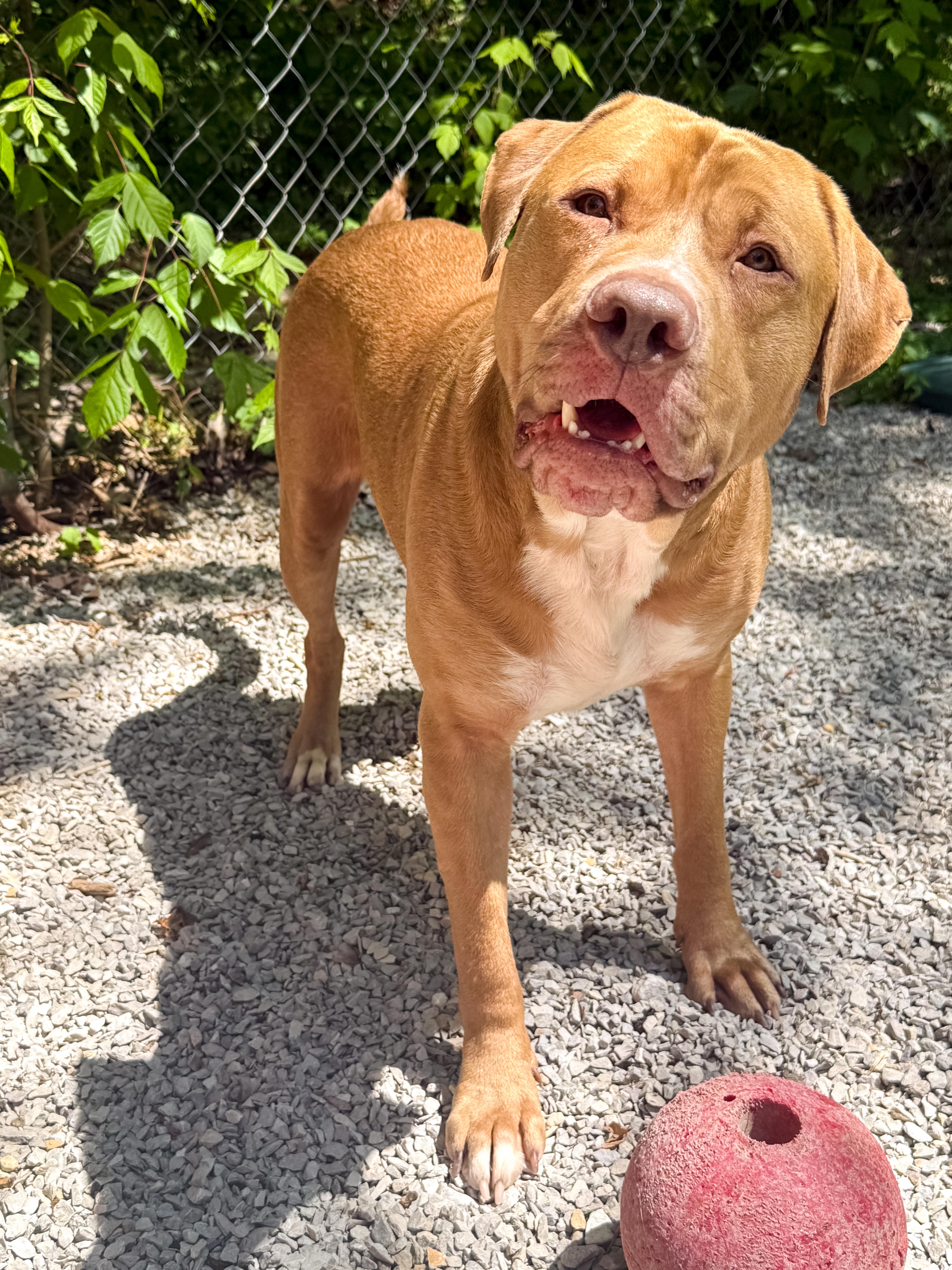 Enlarge Mikey, a Adoptable mixed breed in Ona, WV image 2/3