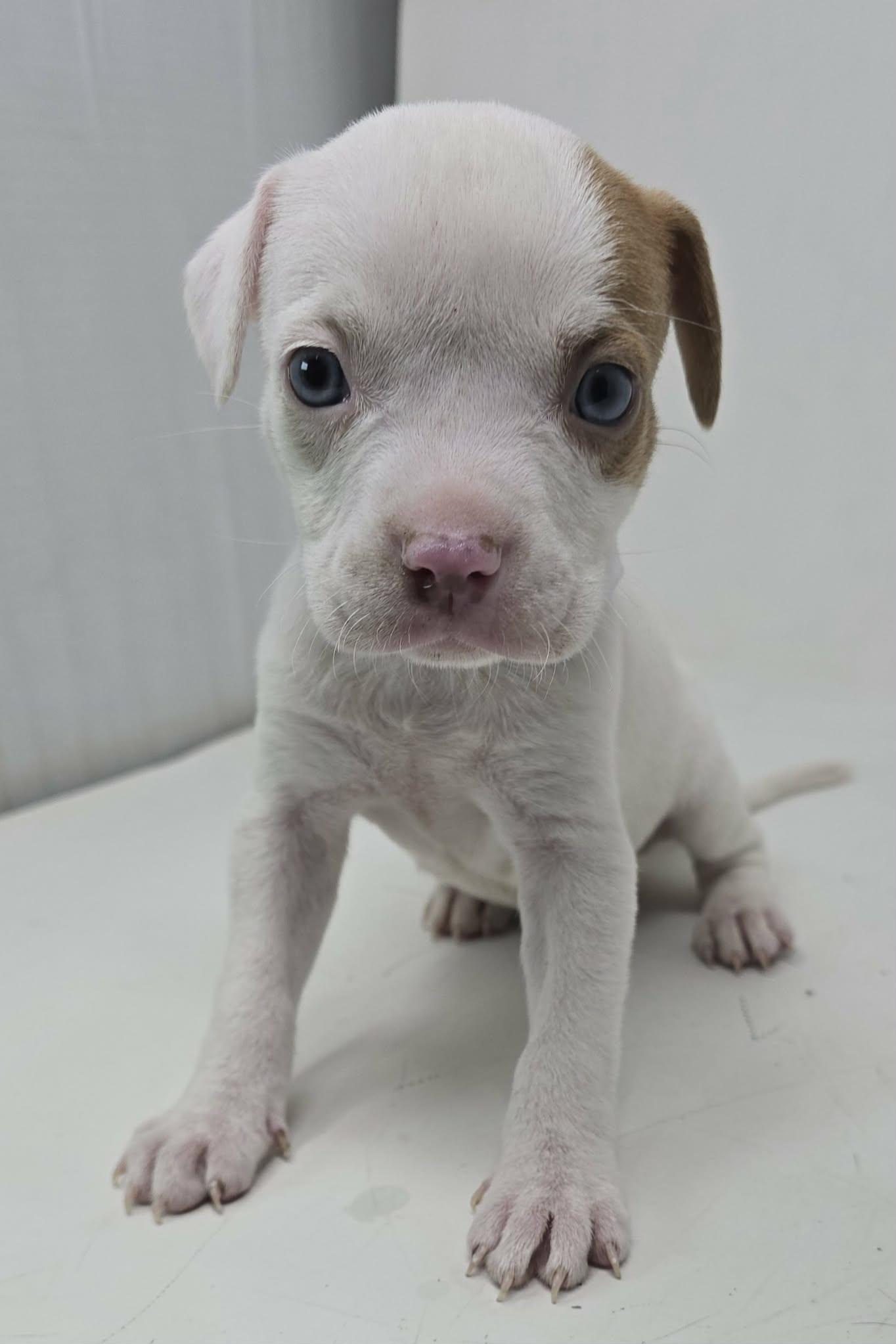 Enlarge Zoffany, an adopted mixed breed in Newport, TN image 3/3