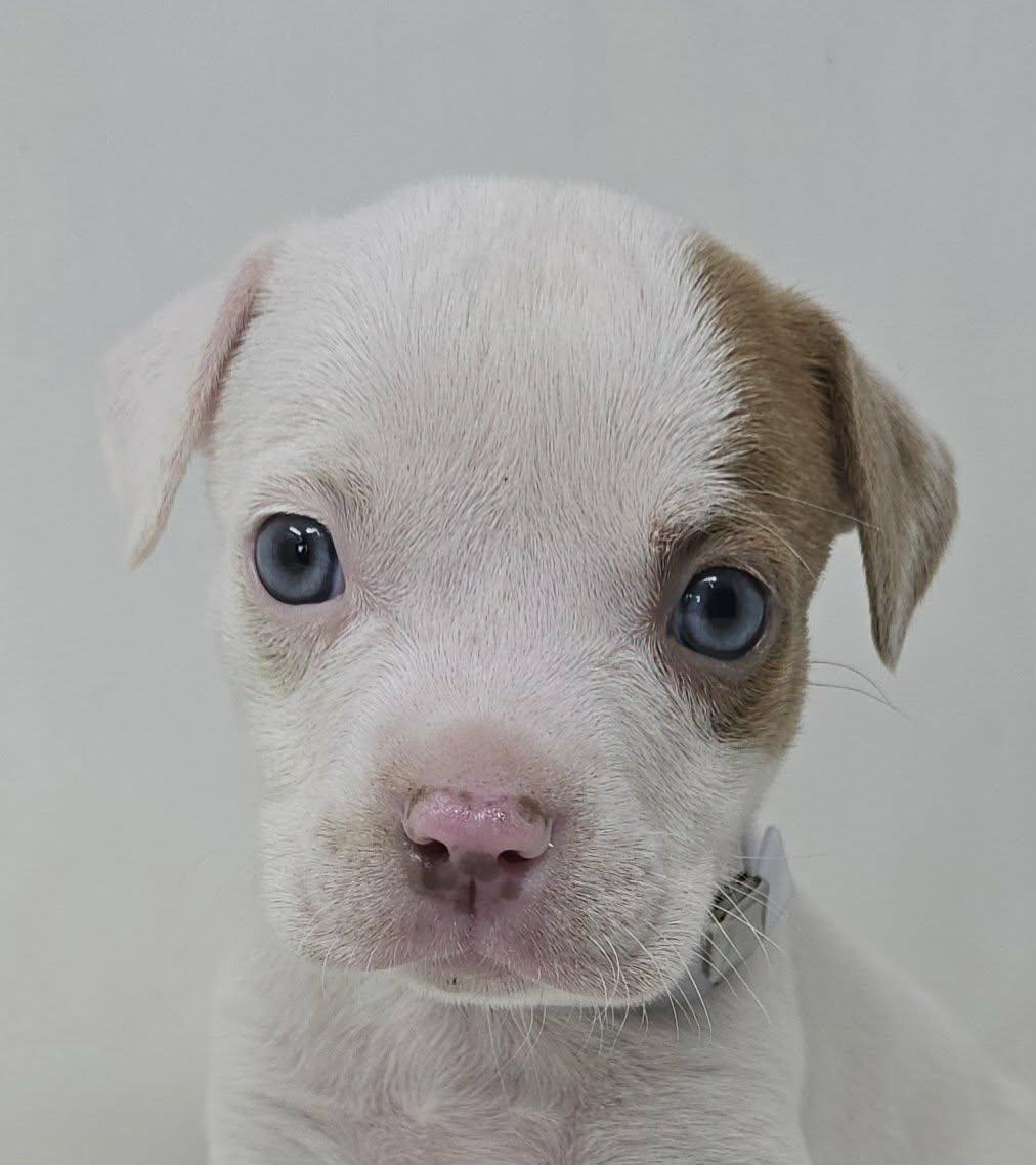 Enlarge Zoffany, an adopted mixed breed in Newport, TN image 1/3