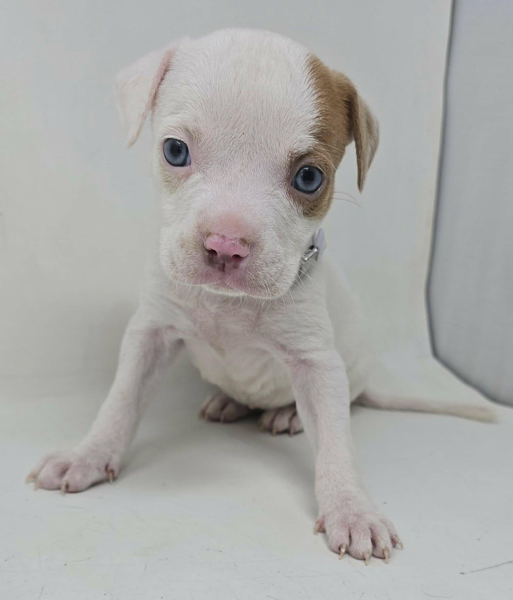 Enlarge Zoffany, an adopted mixed breed in Newport, TN image 2/3