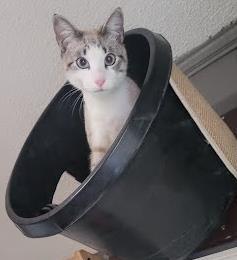 Plankton  `a Priority