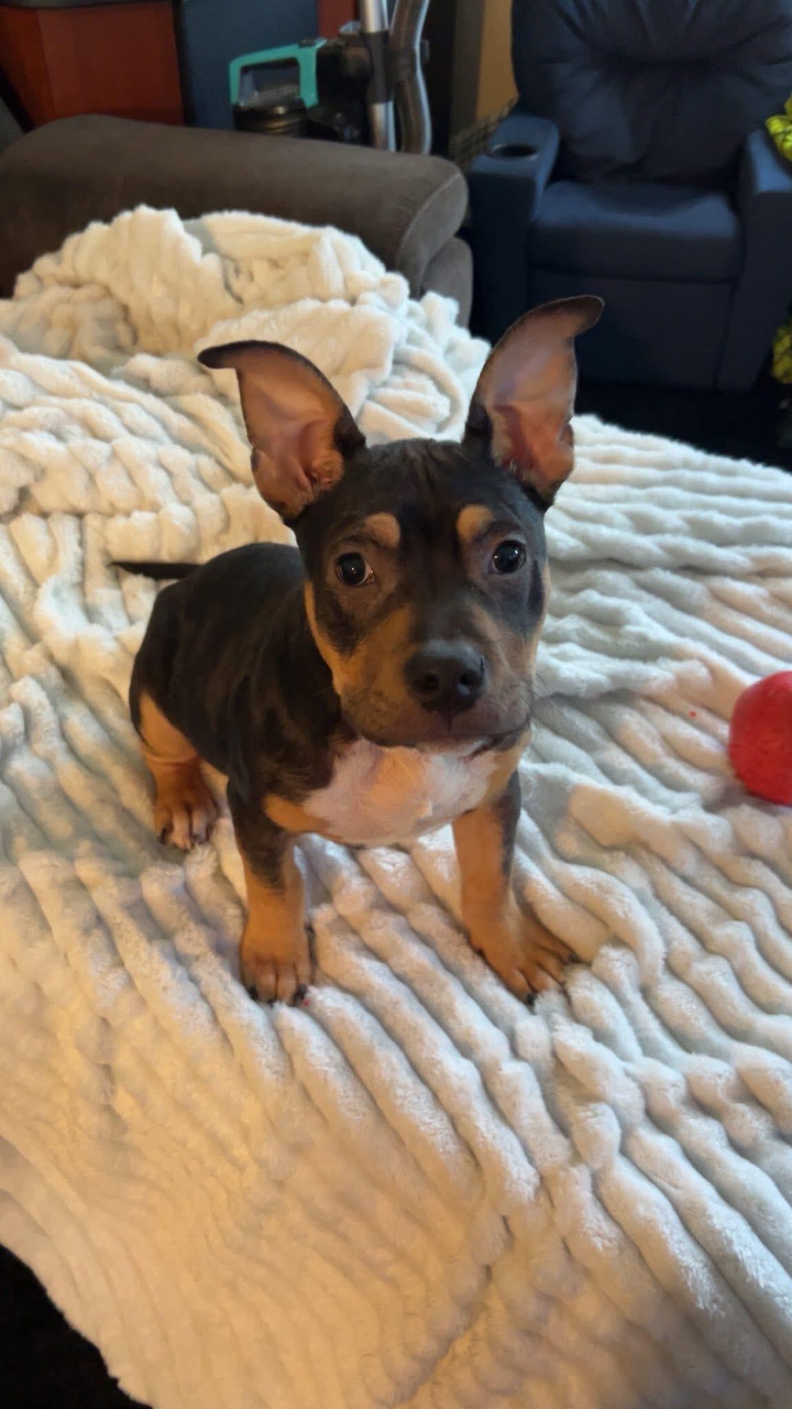 Uno, Adoptable, Young Male Pit Bull Terrier.