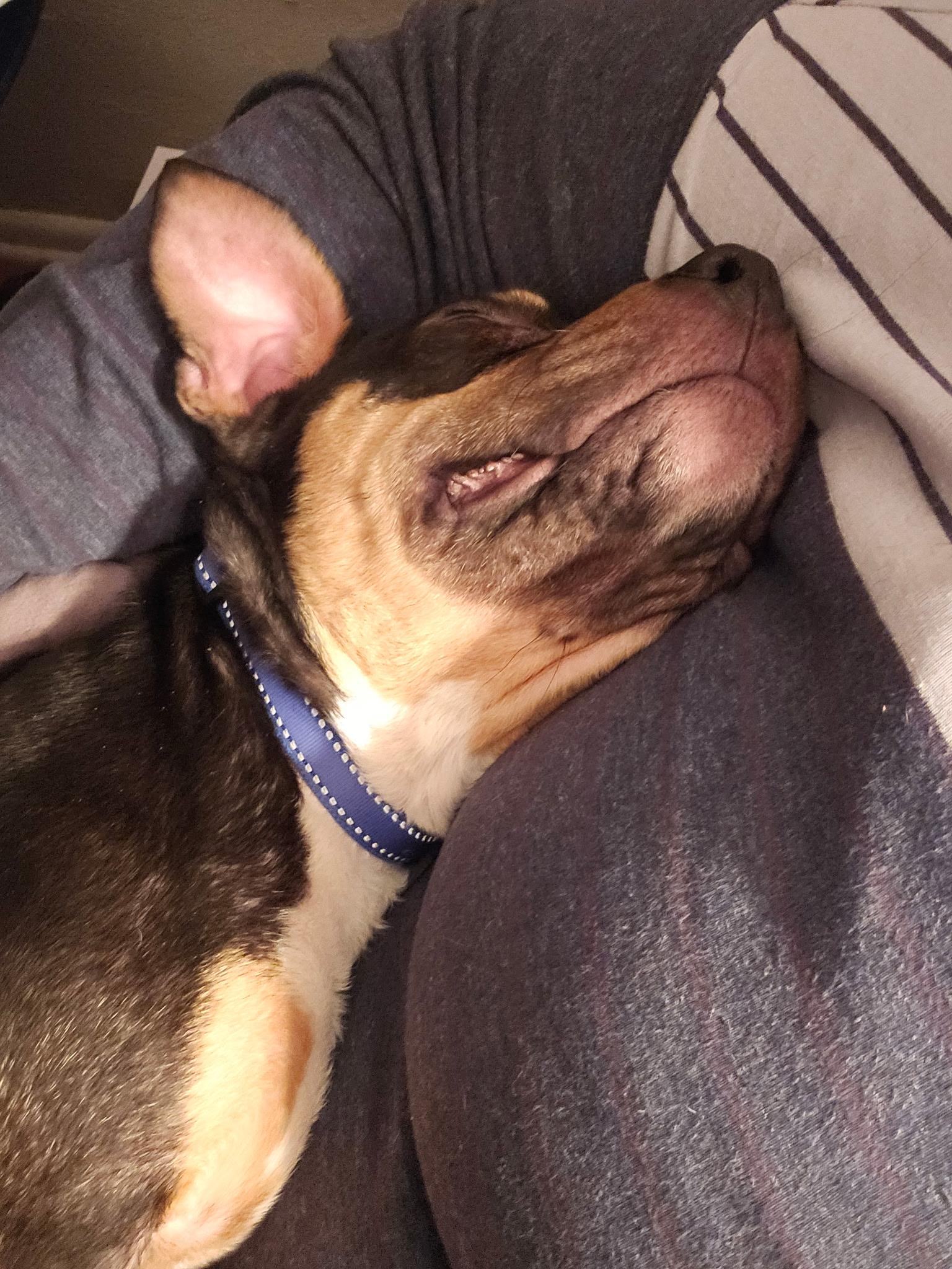 Enlarge Uno, a Adoptable Pit Bull Terrier in Minneapolis, MN image 2/6