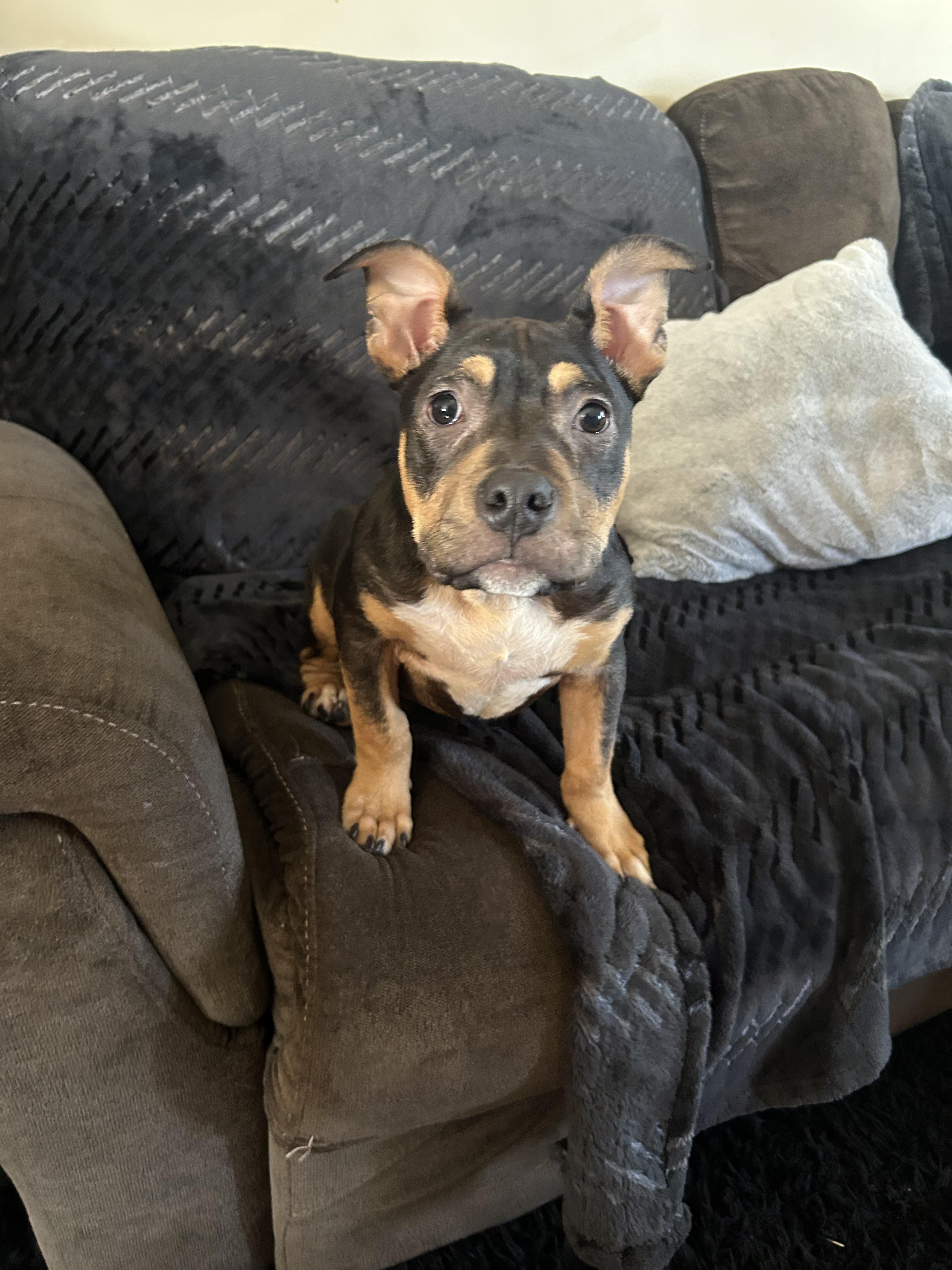 Enlarge Uno, a Adoptable Pit Bull Terrier in Minneapolis, MN image 3/6