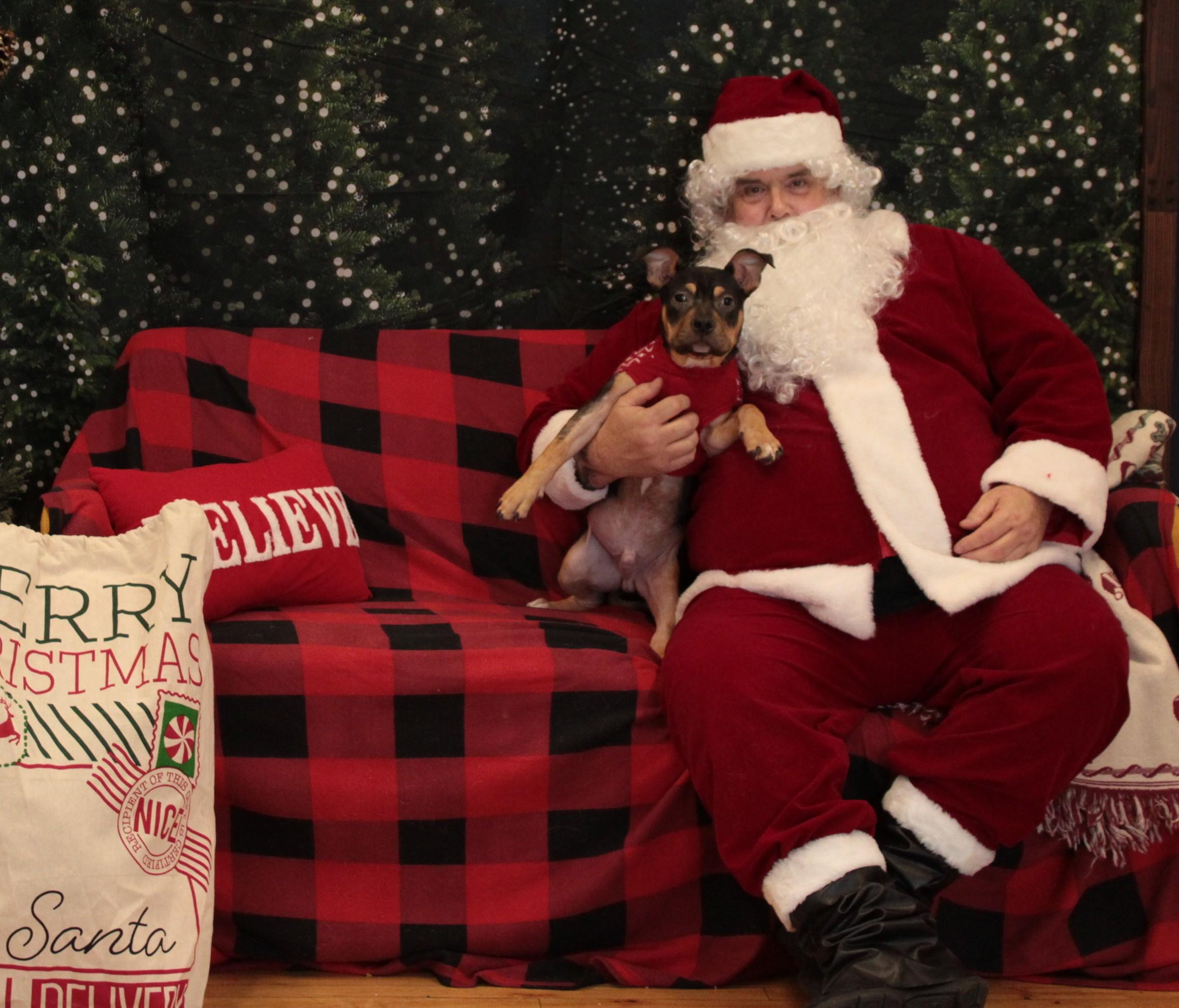 Enlarge Uno, a Adoptable Pit Bull Terrier in Minneapolis, MN image 4/6