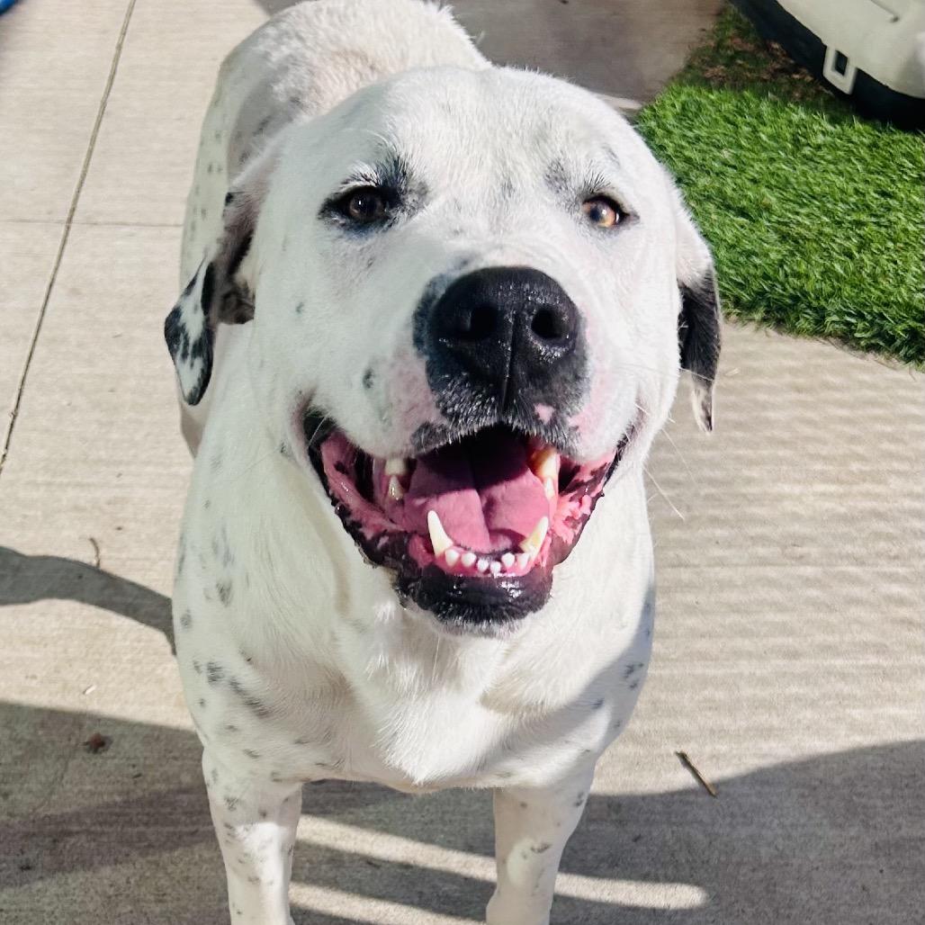 Enlarge Snoopy, a Adoptable Mixed Breed in Norman, OK image 1/6