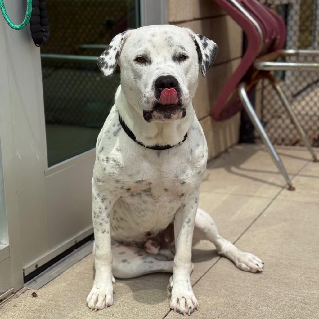 Enlarge Snoopy, a Adoptable Mixed Breed in Norman, OK image 2/6