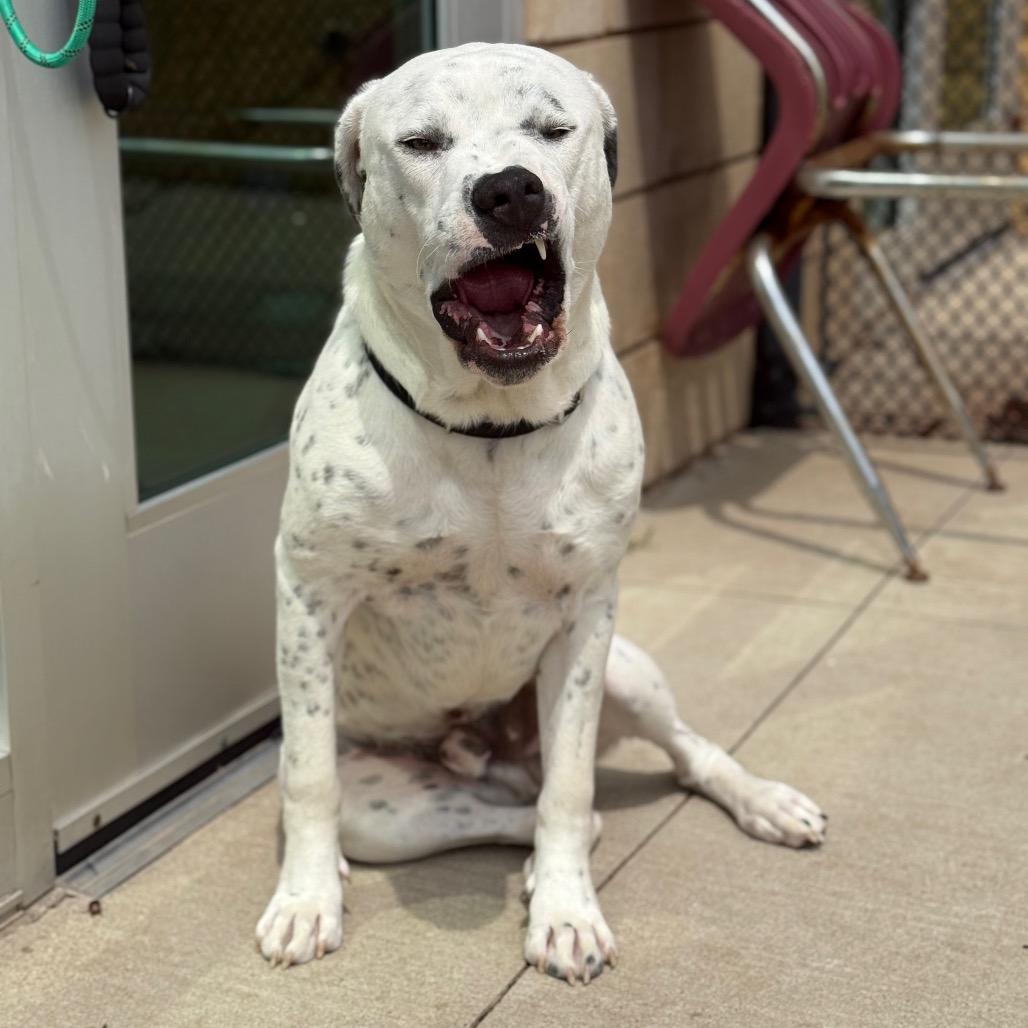 Enlarge Snoopy, a Adoptable Mixed Breed in Norman, OK image 3/6