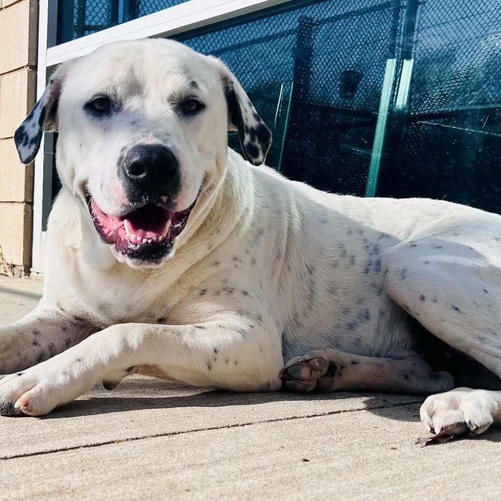 Enlarge Snoopy, a Adoptable Mixed Breed in Norman, OK image 4/6