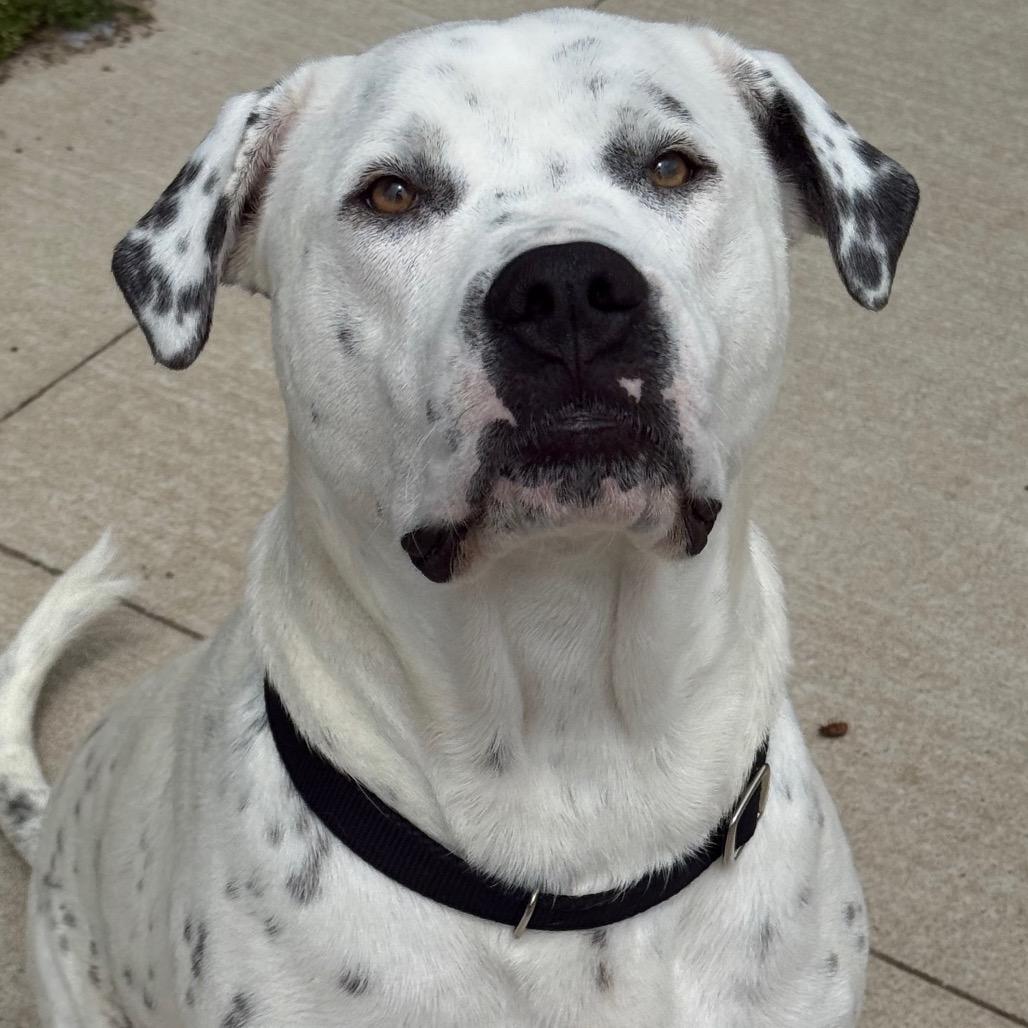 Enlarge Snoopy, a Adoptable Mixed Breed in Norman, OK image 5/6