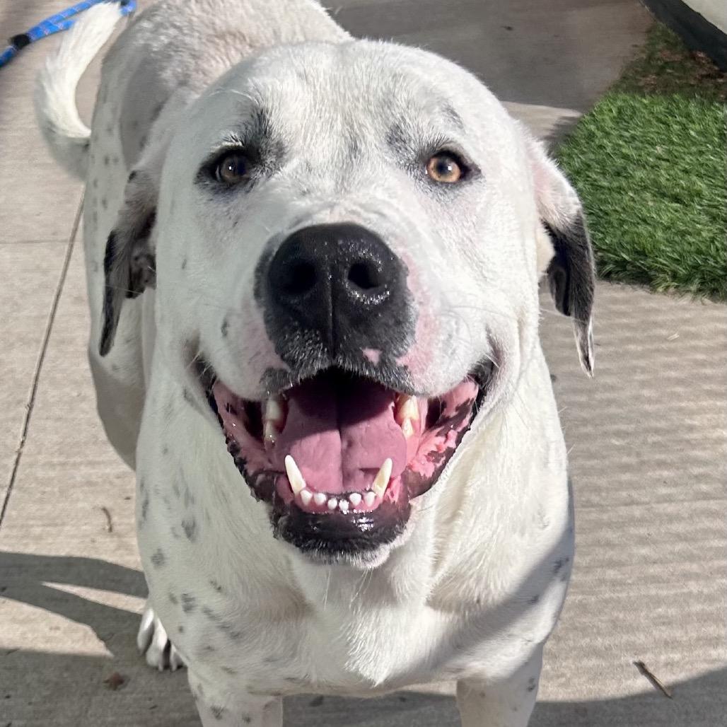 Enlarge Snoopy, a Adoptable Mixed Breed in Norman, OK image 6/6