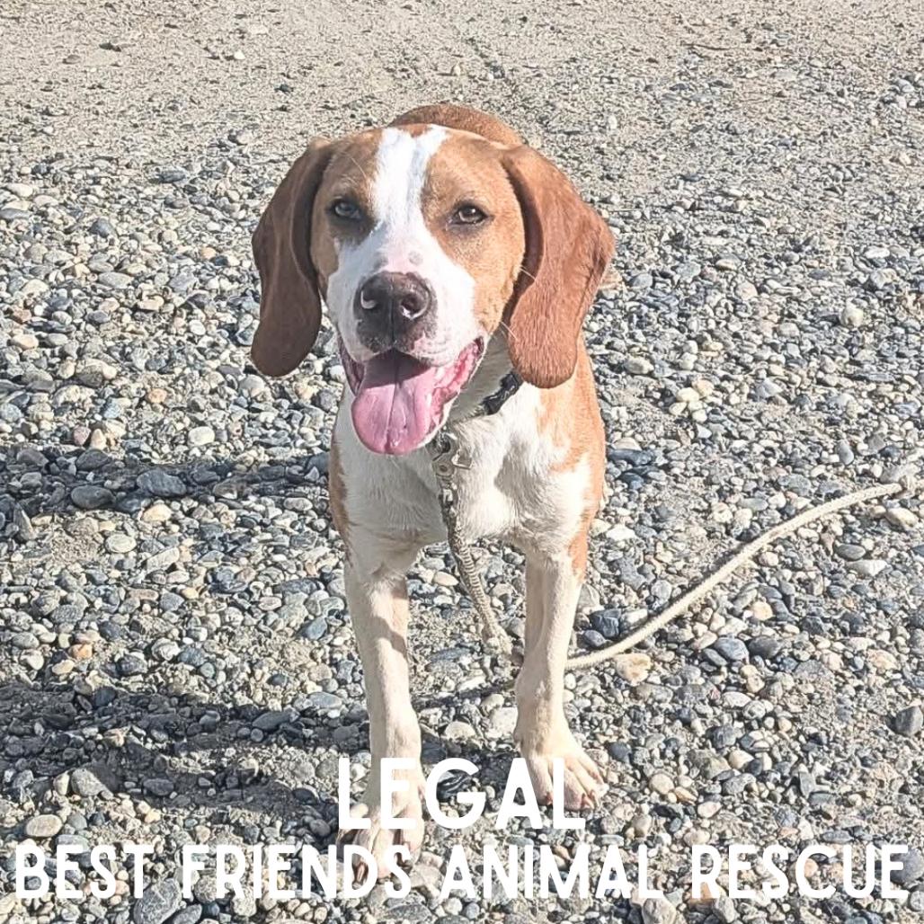 Legal, Adoptable, Adult Male Beagle & Beagle.