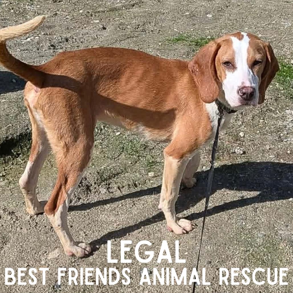 Legal, a Adoptable mixed breed in Wasilla, AK image 2/5