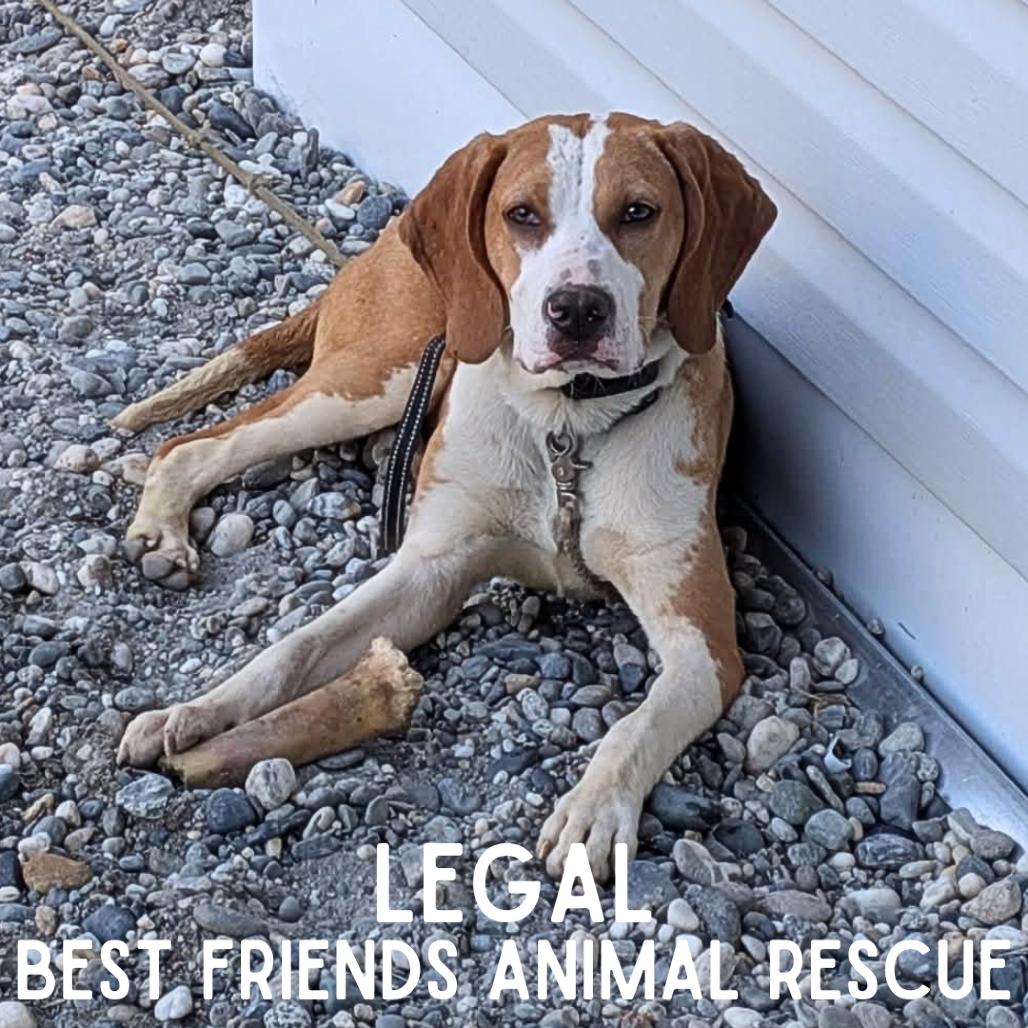 Legal, a Adoptable mixed breed in Wasilla, AK image 3/5