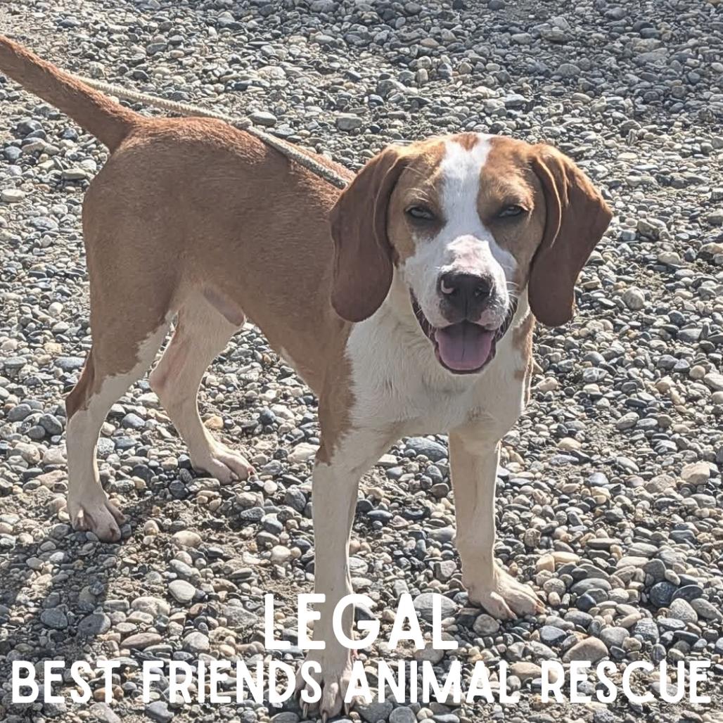 Legal, a Adoptable mixed breed in Wasilla, AK image 4/5
