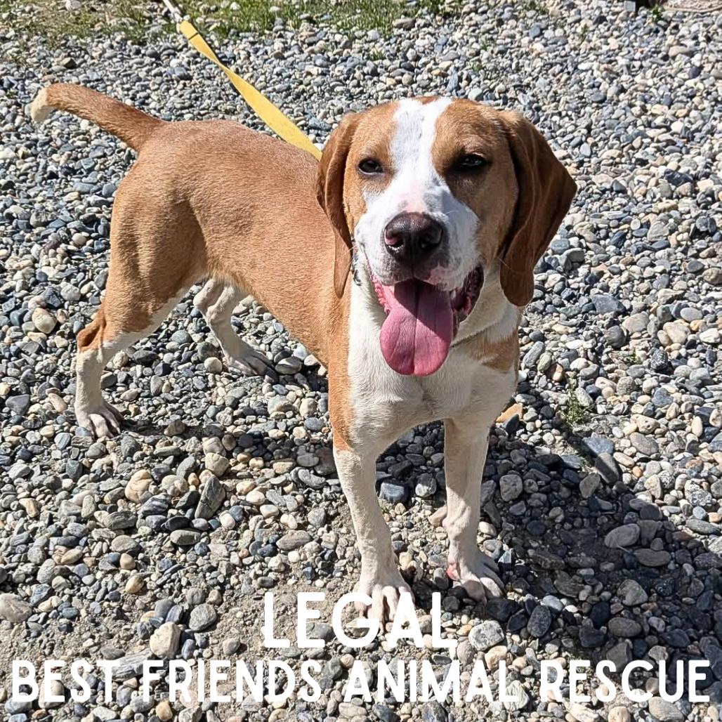 Legal, a Adoptable mixed breed in Wasilla, AK image 5/5