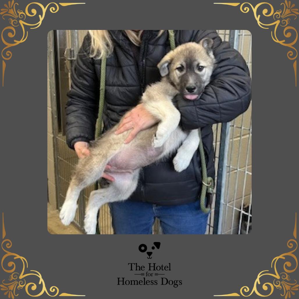 Crosby, adopted, Puppy Male Labrador Retriever & Great Pyrenees.