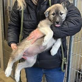 Enlarge Crosby, an adopted mixed breed in Cumberland, RI image 2/2