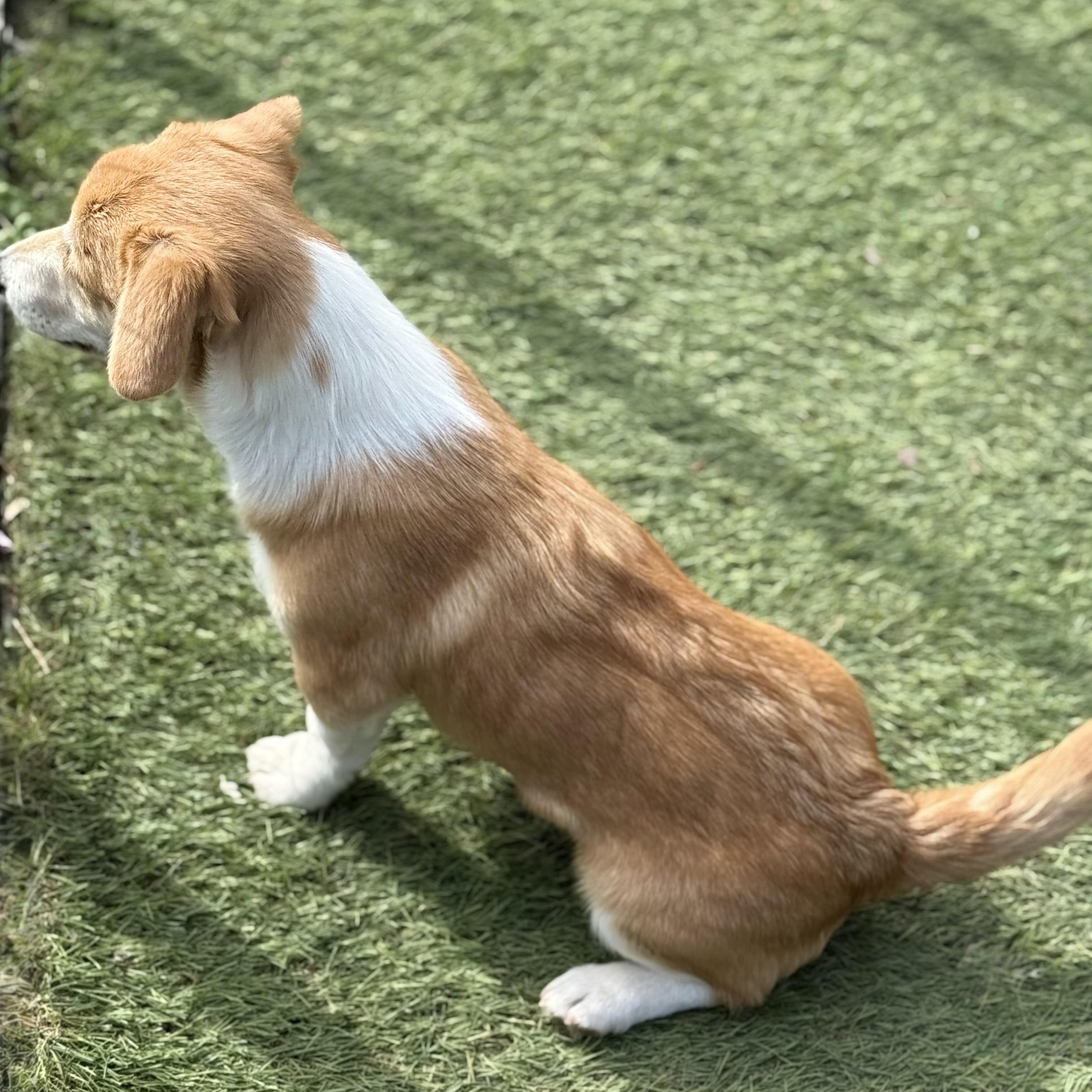 Simon, an adopted mixed breed in Glenolden, PA image 5/6