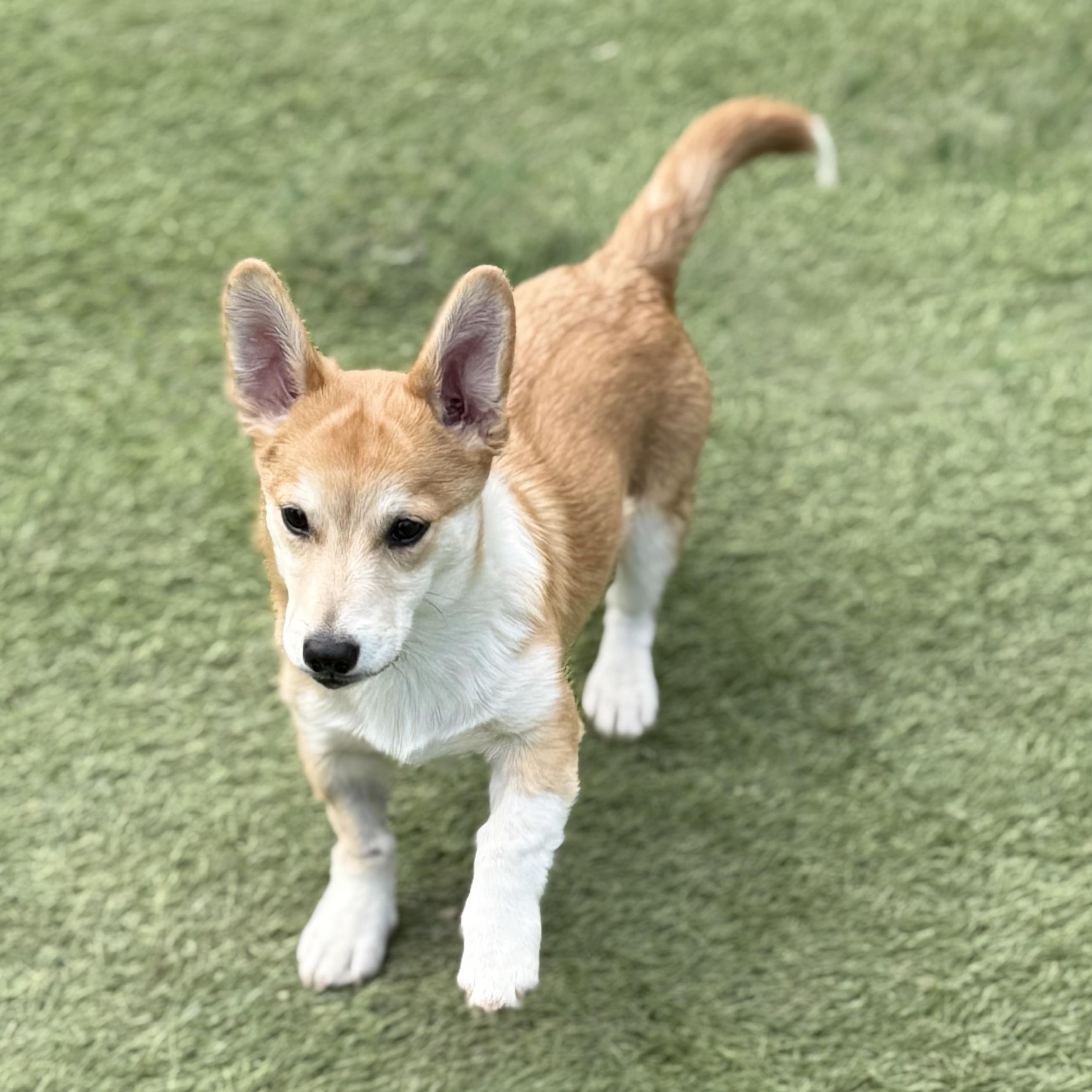 Simon, adopted, Puppy Male Pembroke Welsh Corgi & Corgi.
