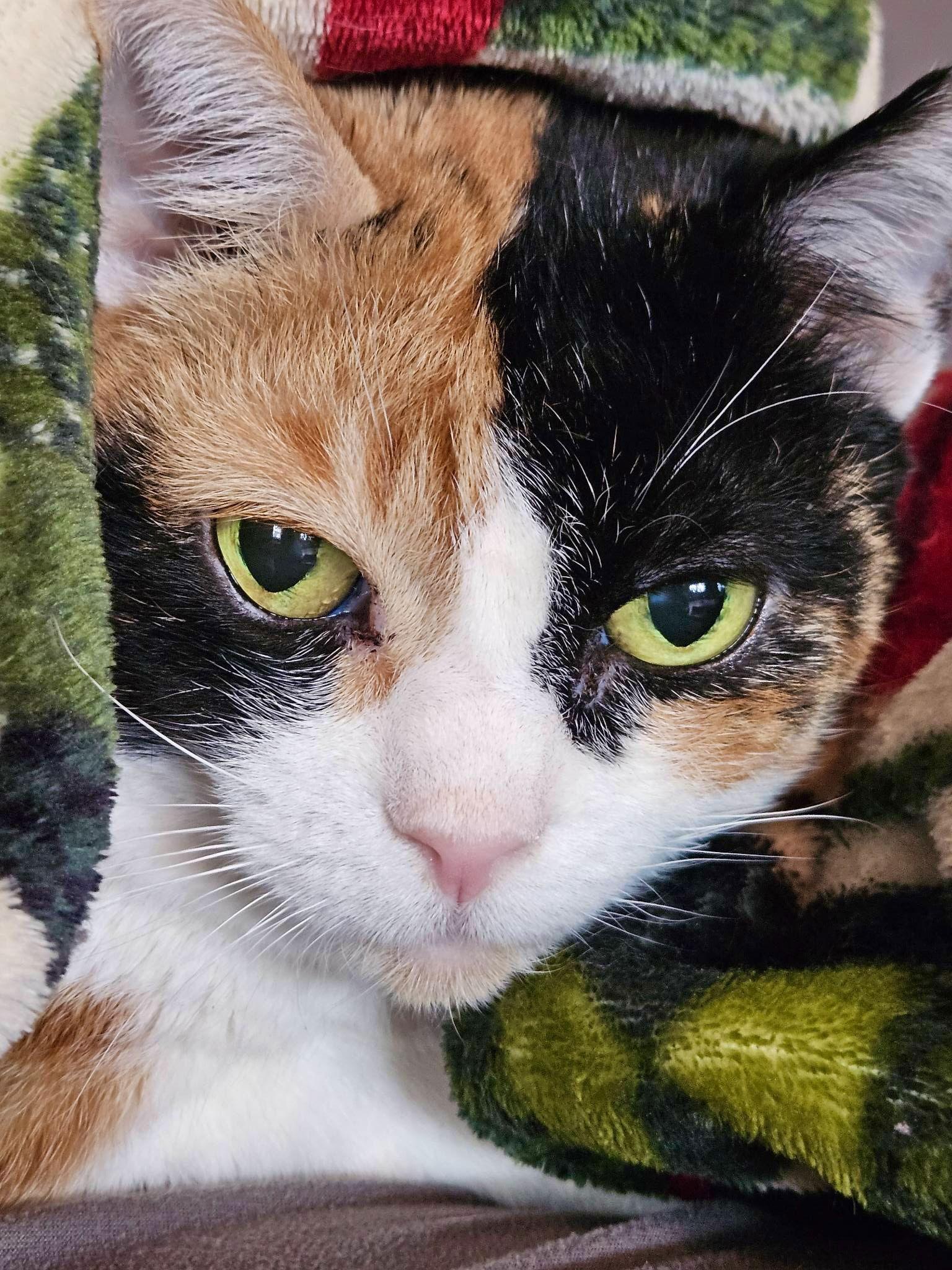 Enlarge Noona, a Adoptable Calico in Blackwood, NJ image 1/3