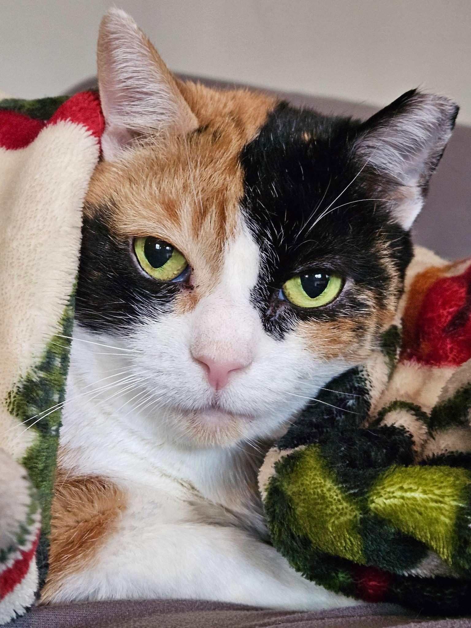 Enlarge Noona, a Adoptable Calico in Blackwood, NJ image 2/3