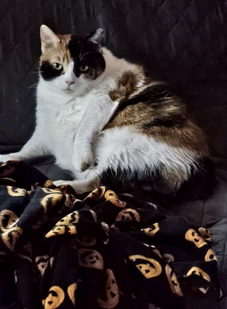 Noona, Adoptable, Adult Female Calico.