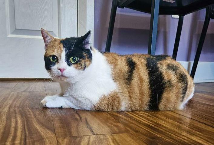 Enlarge Noona, a Adoptable Calico in Blackwood, NJ image 2/3