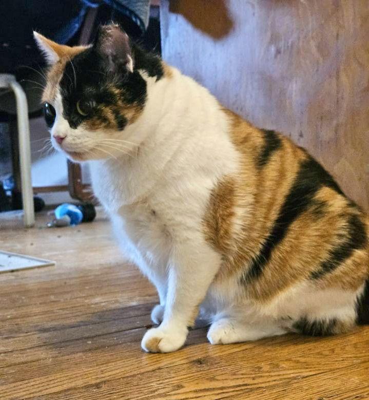 Enlarge Noona, a Adoptable Calico in Blackwood, NJ image 3/3