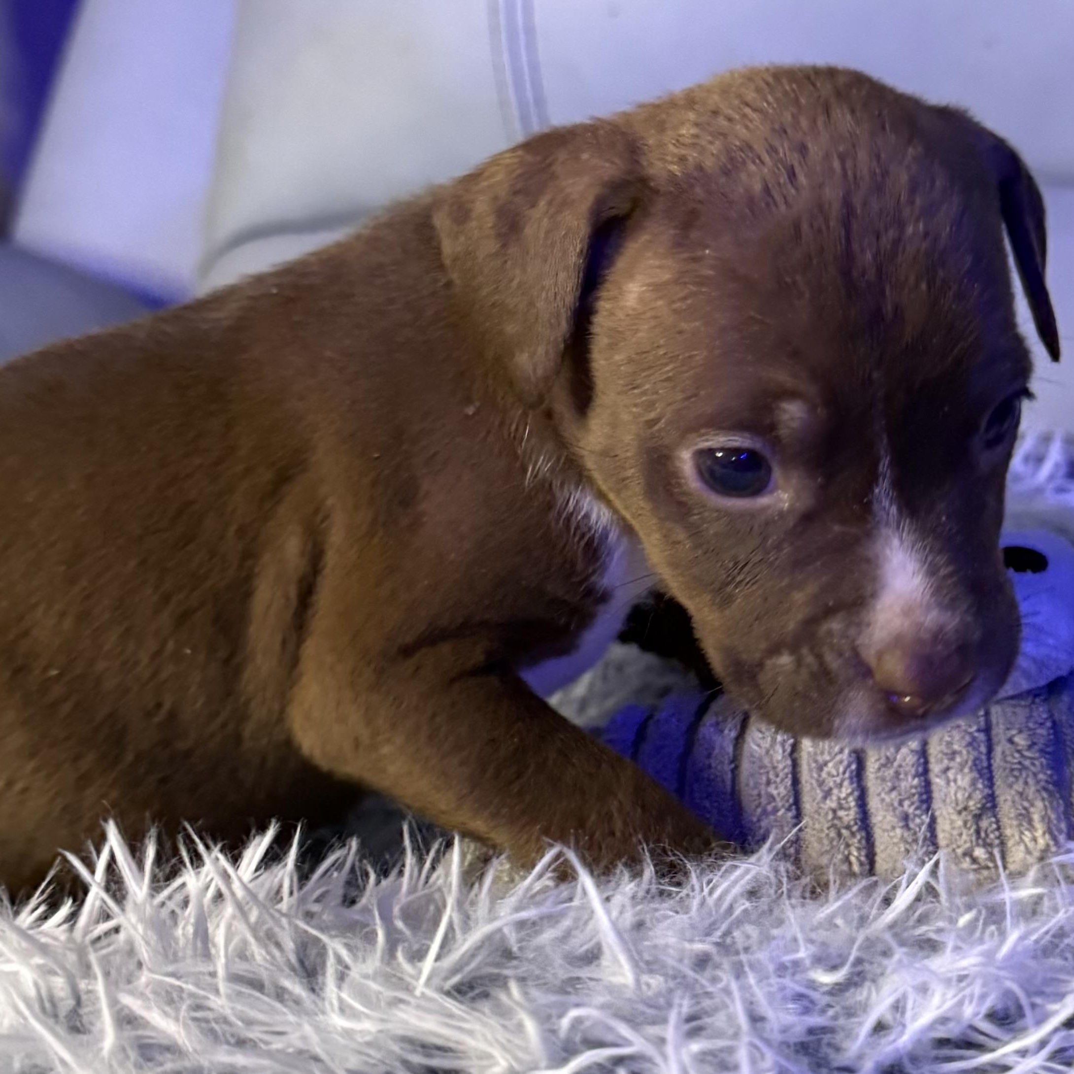 Boheme — thumbnail 4