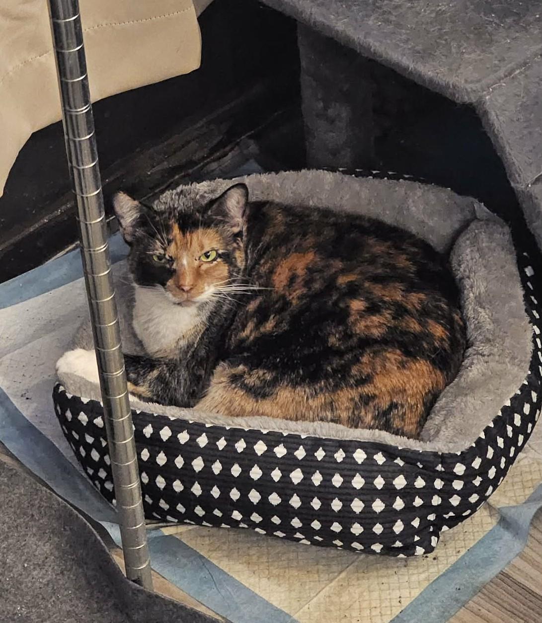 Enlarge PHANTOM & OPERA - Foster or Adopter needed, a Adoptable mixed breed in Largo, FL image 4/4