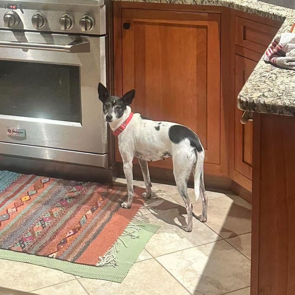 Enlarge Harley , a Adoptable Mixed Breed in Argyle, NY image 2/6