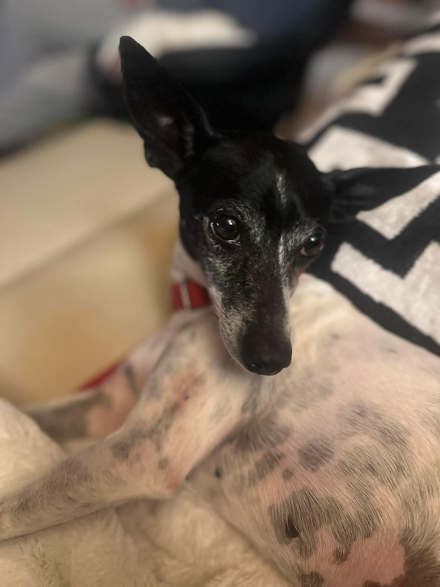 Enlarge Harley , a Adoptable Mixed Breed in Argyle, NY image 3/6